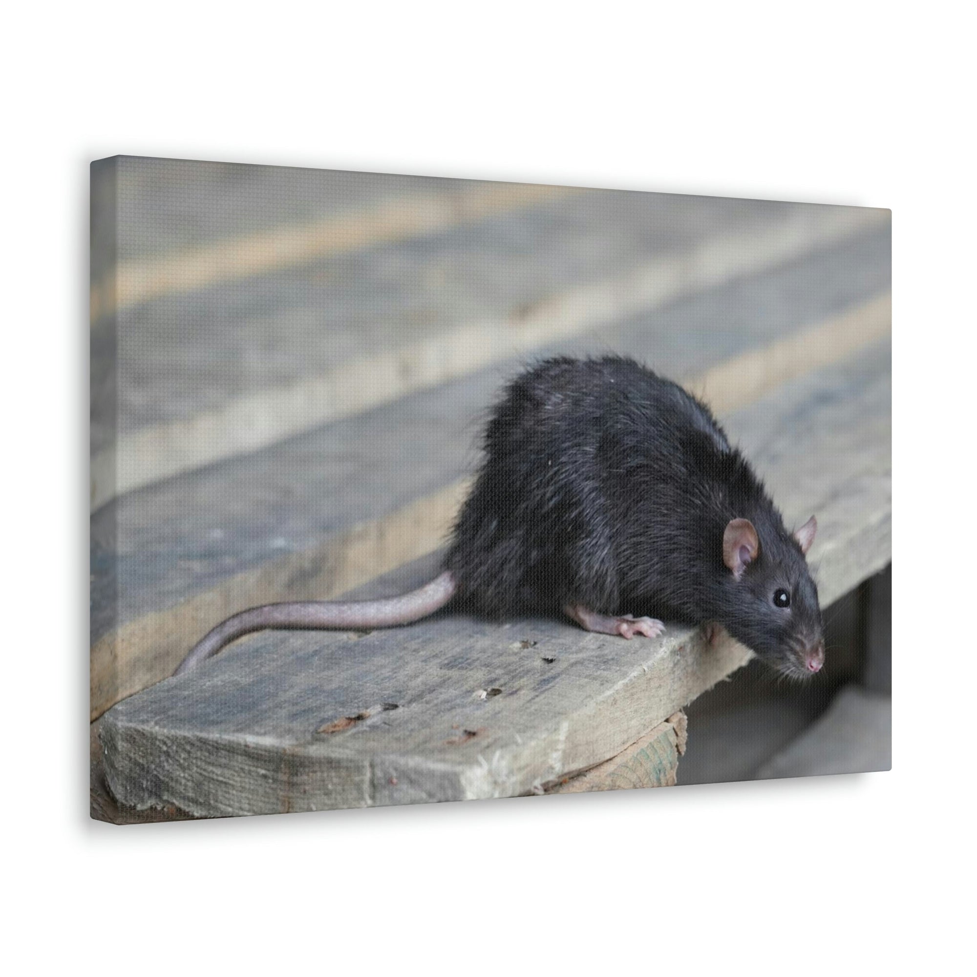 Scripture Walls Rat Hunting Rat on Hunt Print Animal Wall Art Wildlife Canvas Prints Wall Art Ready to Hang Unframed-Express Your Love Gifts