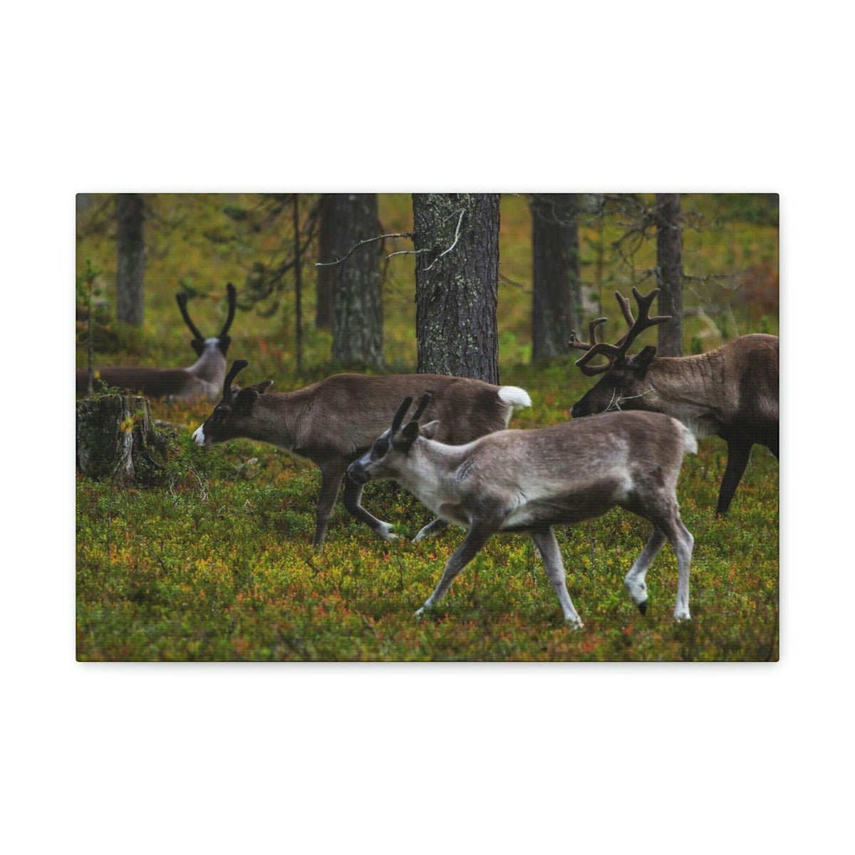 Scripture Walls Reindeer Group Reindeer Troop Print Animal Wall Art Wildlife Canvas Prints Wall Art Ready to Hang Unframed-Express Your Love Gifts