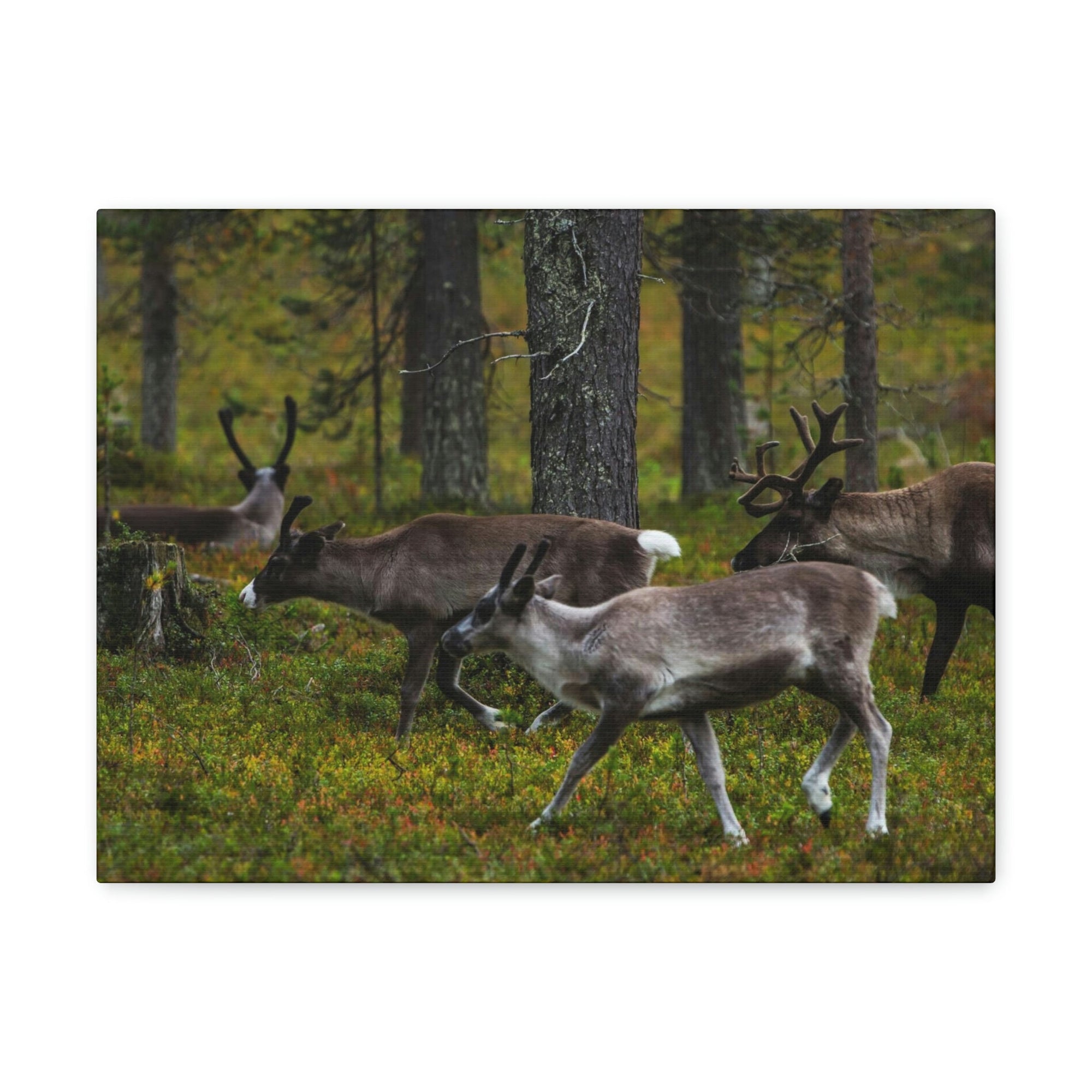 Scripture Walls Reindeer Group Reindeer Troop Print Animal Wall Art Wildlife Canvas Prints Wall Art Ready to Hang Unframed-Express Your Love Gifts