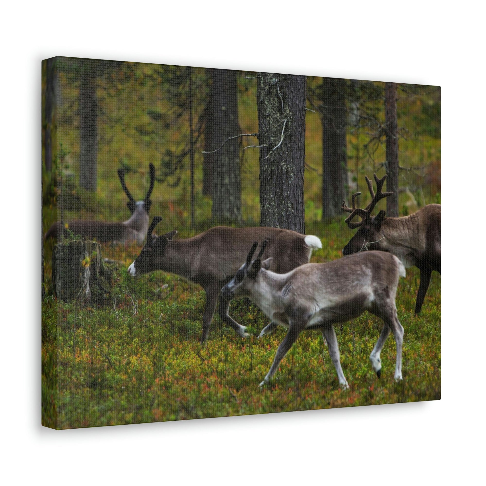 Scripture Walls Reindeer Group Reindeer Troop Print Animal Wall Art Wildlife Canvas Prints Wall Art Ready to Hang Unframed-Express Your Love Gifts