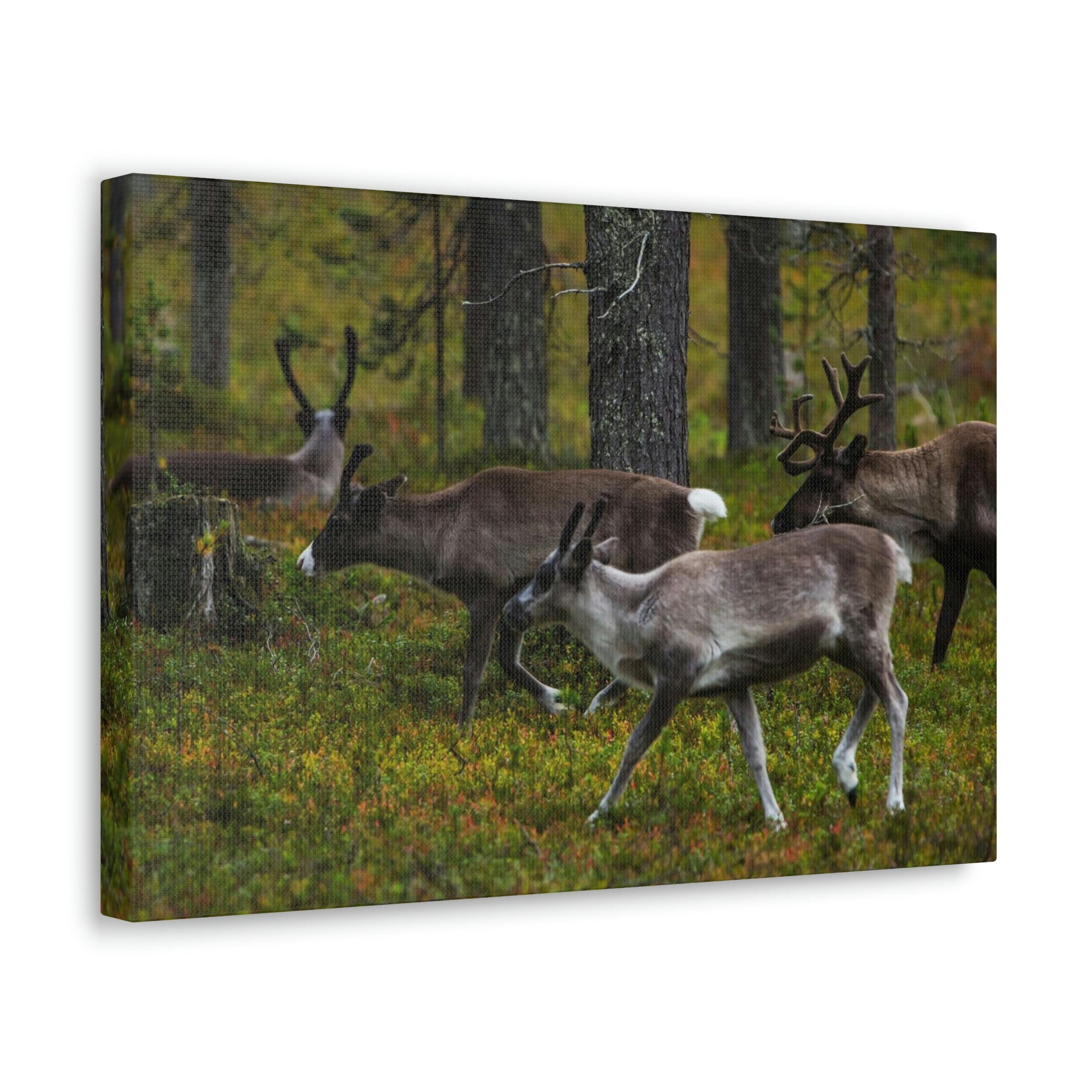 Scripture Walls Reindeer Group Reindeer Troop Print Animal Wall Art Wildlife Canvas Prints Wall Art Ready to Hang Unframed-Express Your Love Gifts