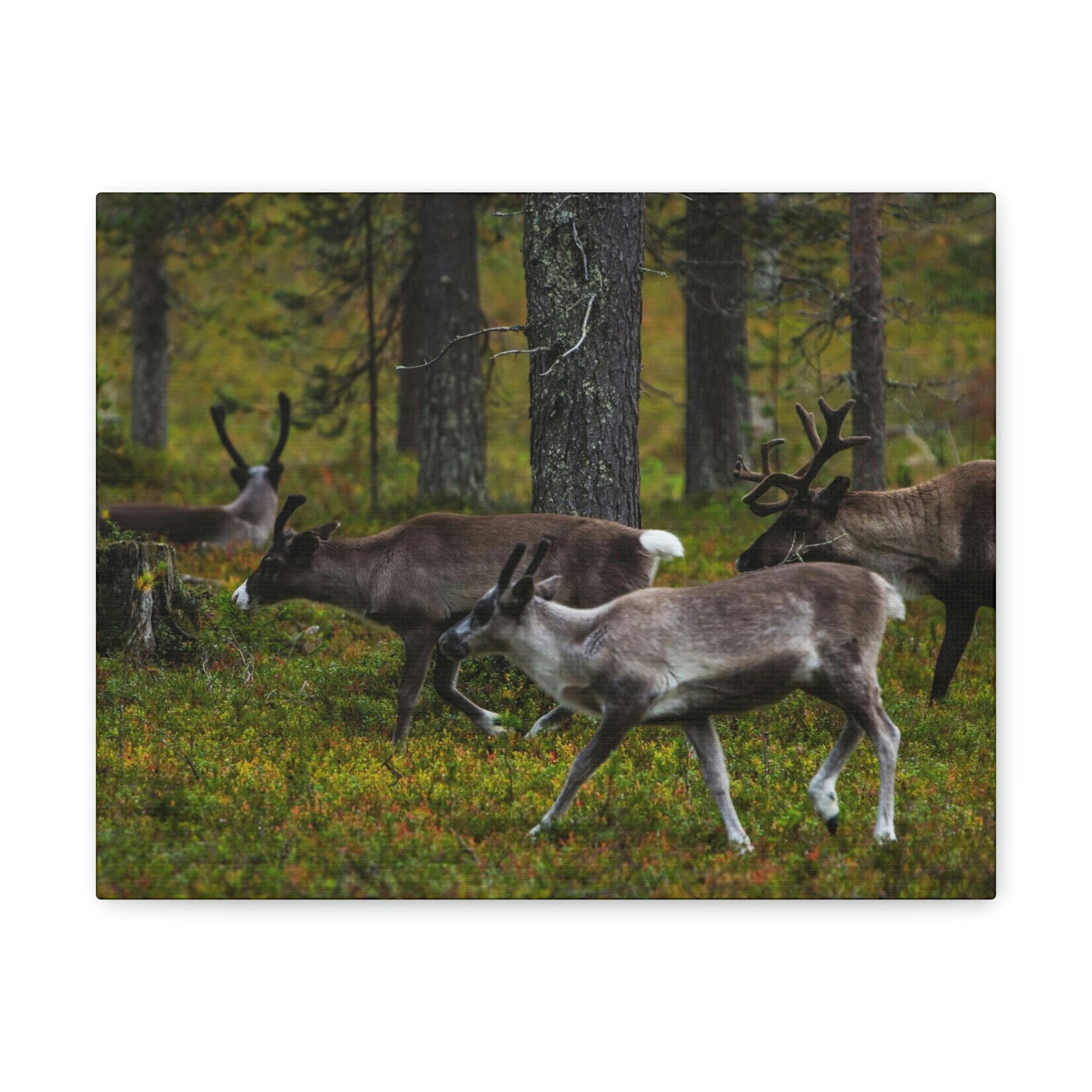 Scripture Walls Reindeer Group Reindeer Troop Print Animal Wall Art Wildlife Canvas Prints Wall Art Ready to Hang Unframed-Express Your Love Gifts