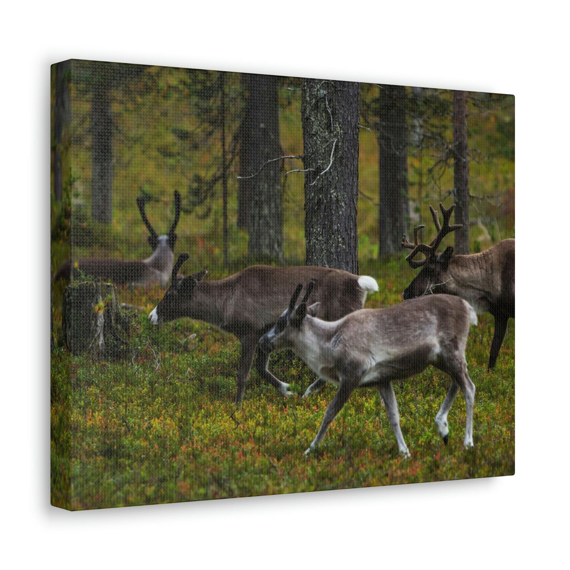 Scripture Walls Reindeer Group Reindeer Troop Print Animal Wall Art Wildlife Canvas Prints Wall Art Ready to Hang Unframed-Express Your Love Gifts