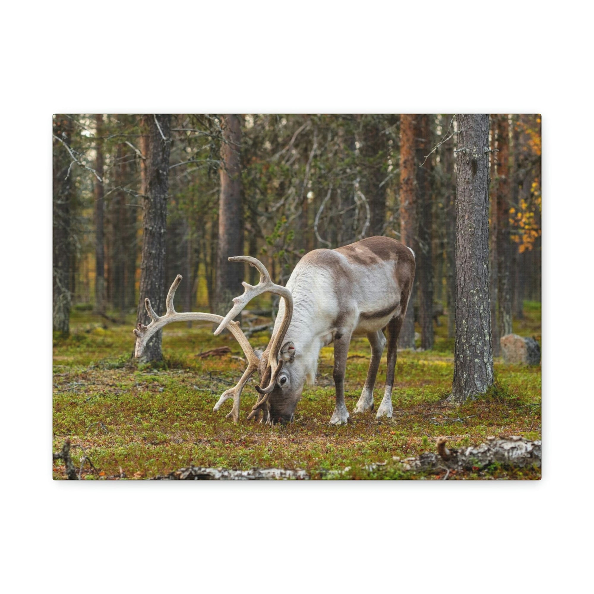 Scripture Walls Reindeer Hunting Reindeer on Hunt Print Animal Wall Art Wildlife Canvas Prints Wall Art Ready to Hang Unframed-Express Your Love Gifts