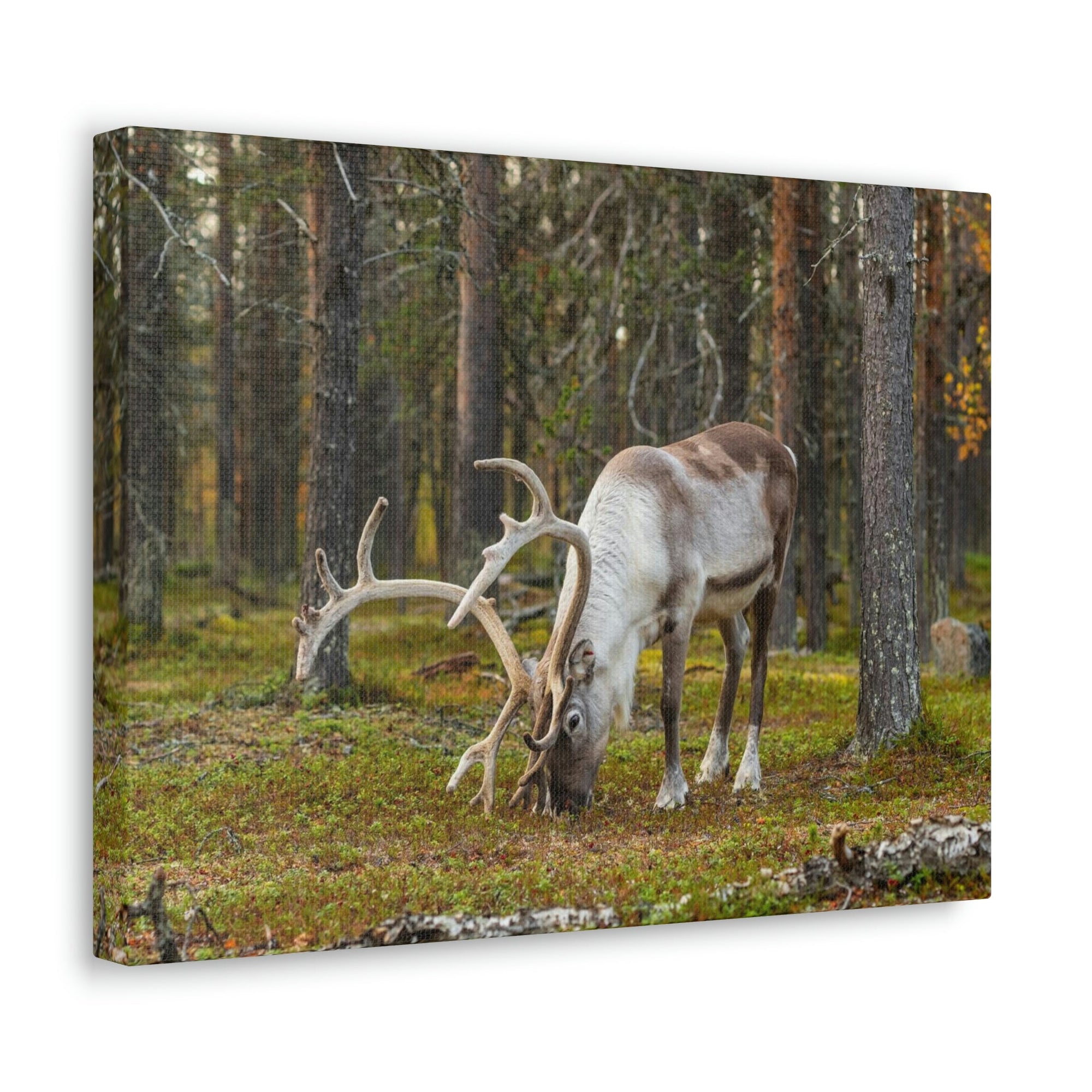 Scripture Walls Reindeer Hunting Reindeer on Hunt Print Animal Wall Art Wildlife Canvas Prints Wall Art Ready to Hang Unframed-Express Your Love Gifts