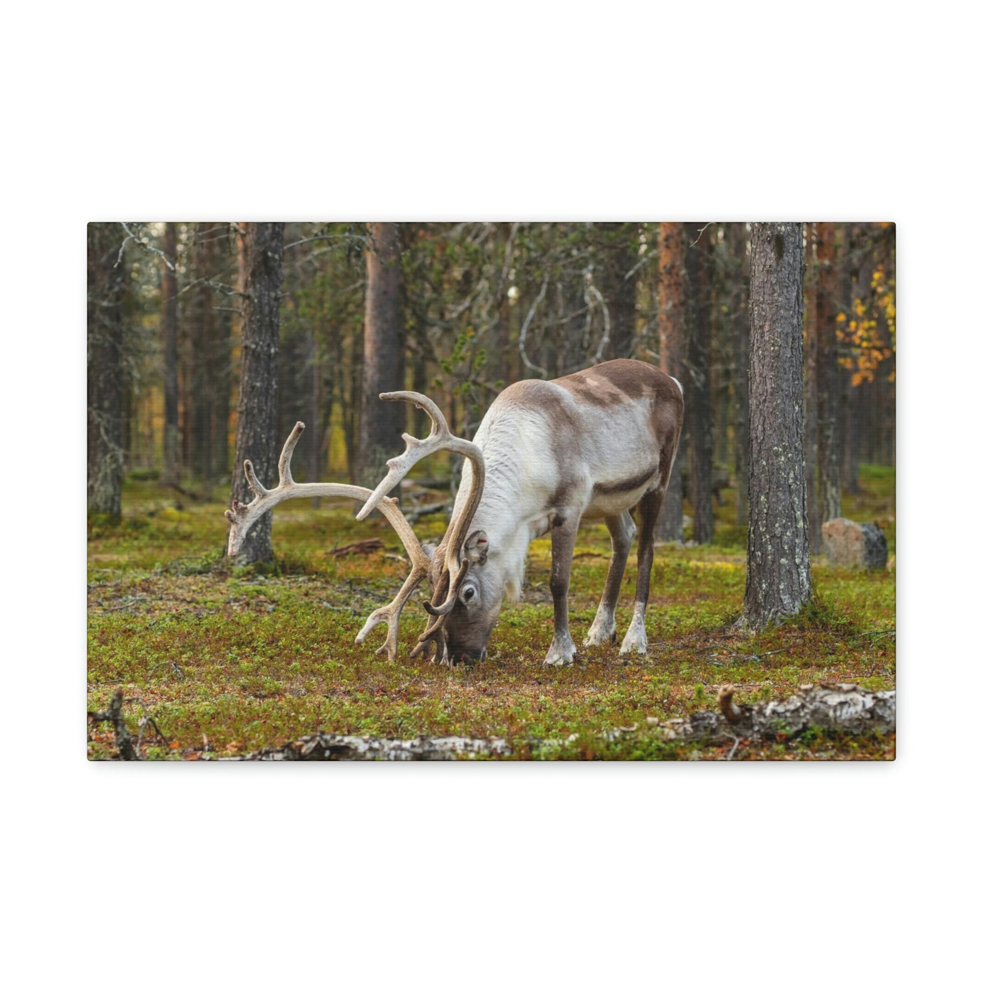 Scripture Walls Reindeer Hunting Reindeer on Hunt Print Animal Wall Art Wildlife Canvas Prints Wall Art Ready to Hang Unframed-Express Your Love Gifts