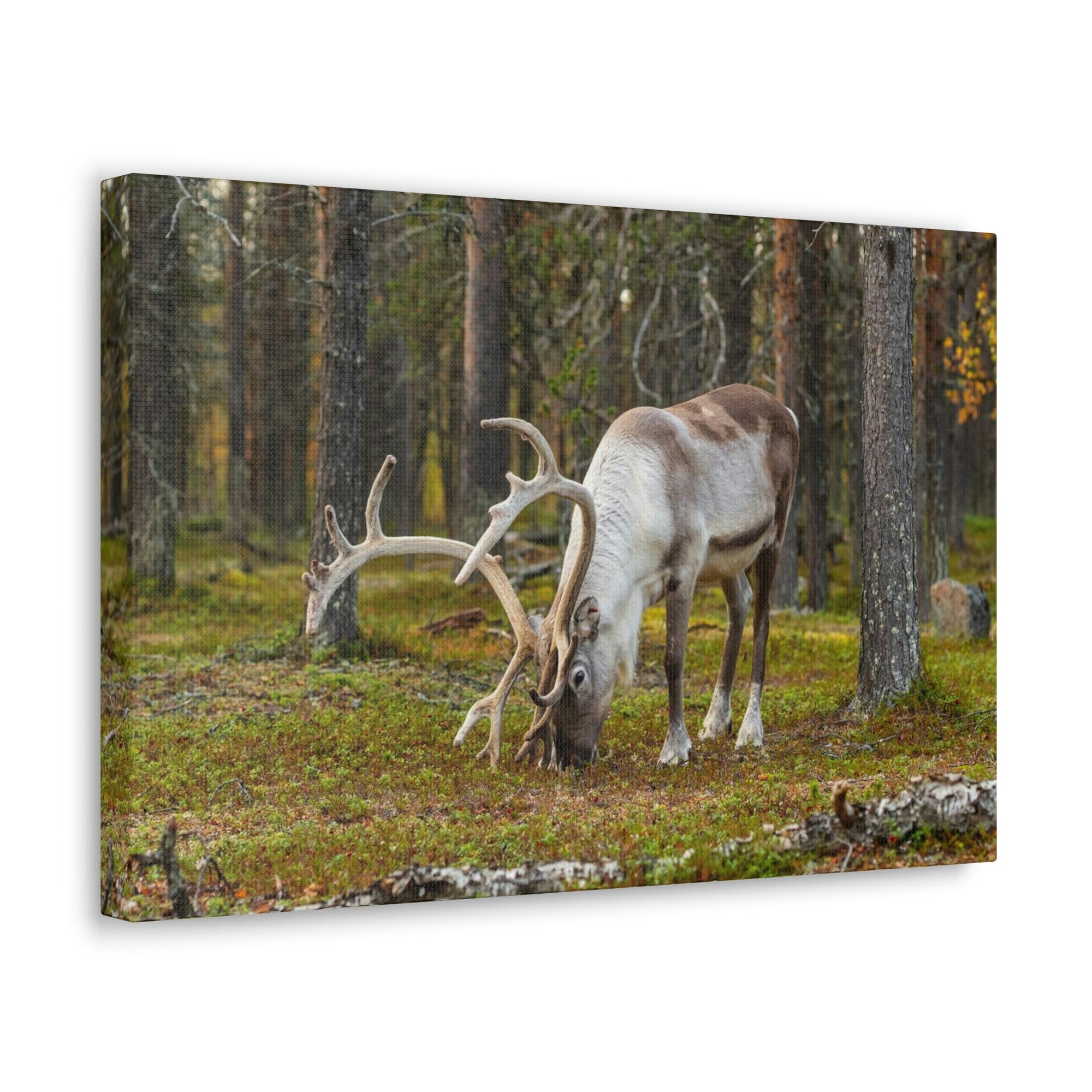 Scripture Walls Reindeer Hunting Reindeer on Hunt Print Animal Wall Art Wildlife Canvas Prints Wall Art Ready to Hang Unframed-Express Your Love Gifts