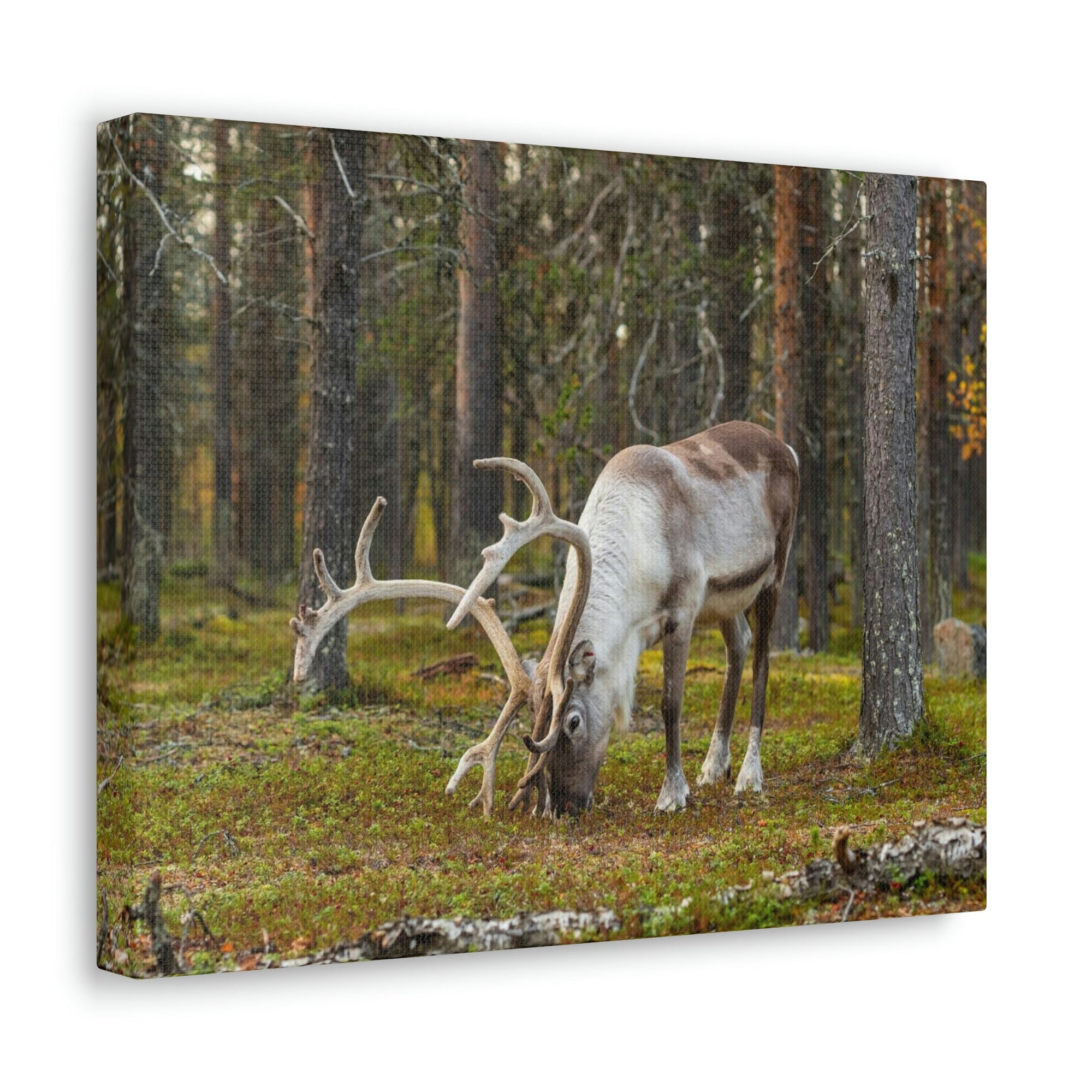 Scripture Walls Reindeer Hunting Reindeer on Hunt Print Animal Wall Art Wildlife Canvas Prints Wall Art Ready to Hang Unframed-Express Your Love Gifts