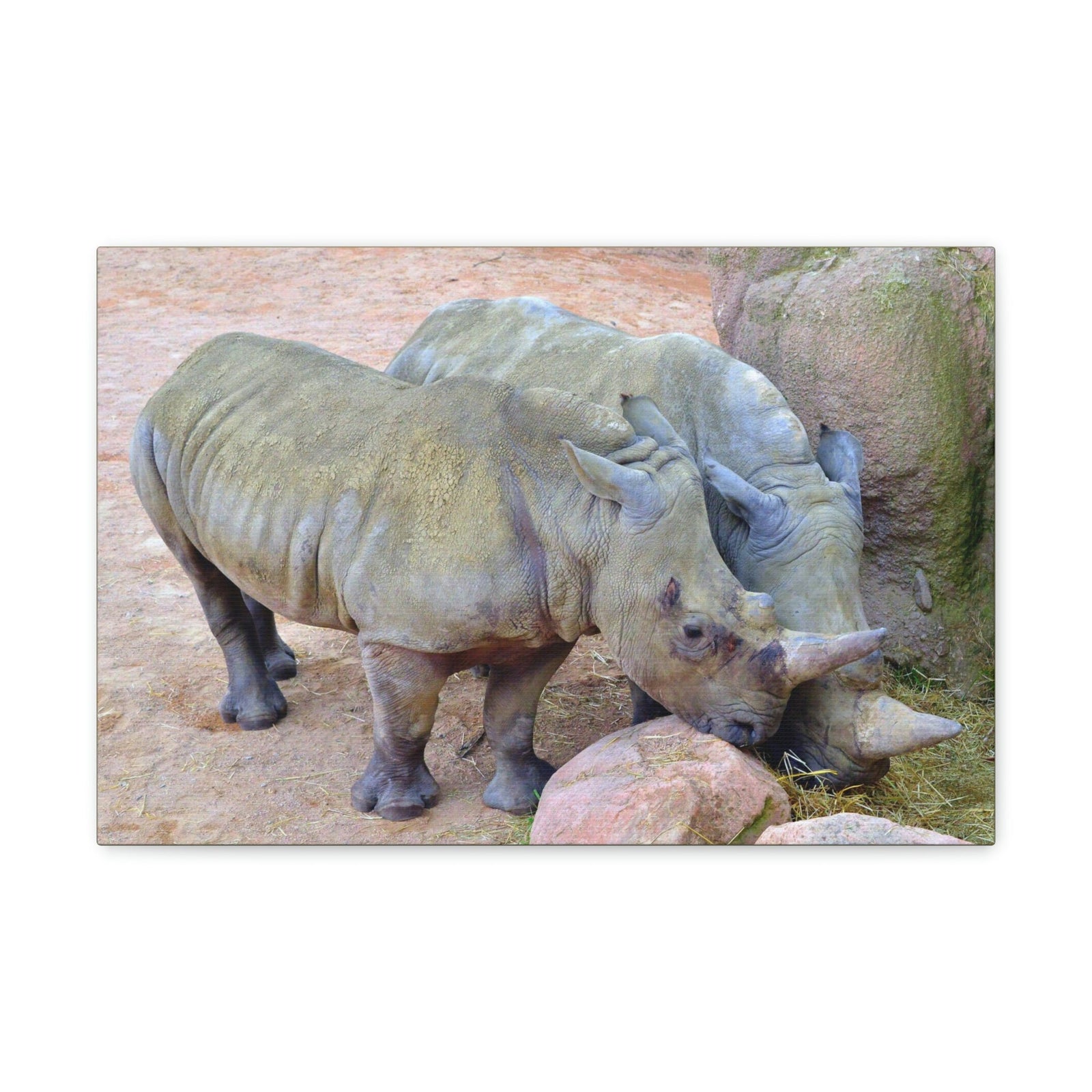 Scripture Walls Rhino Couple Rhino Couple Print Animal Wall Art Wildlife Canvas Prints Wall Art Ready to Hang Unframed-Express Your Love Gifts