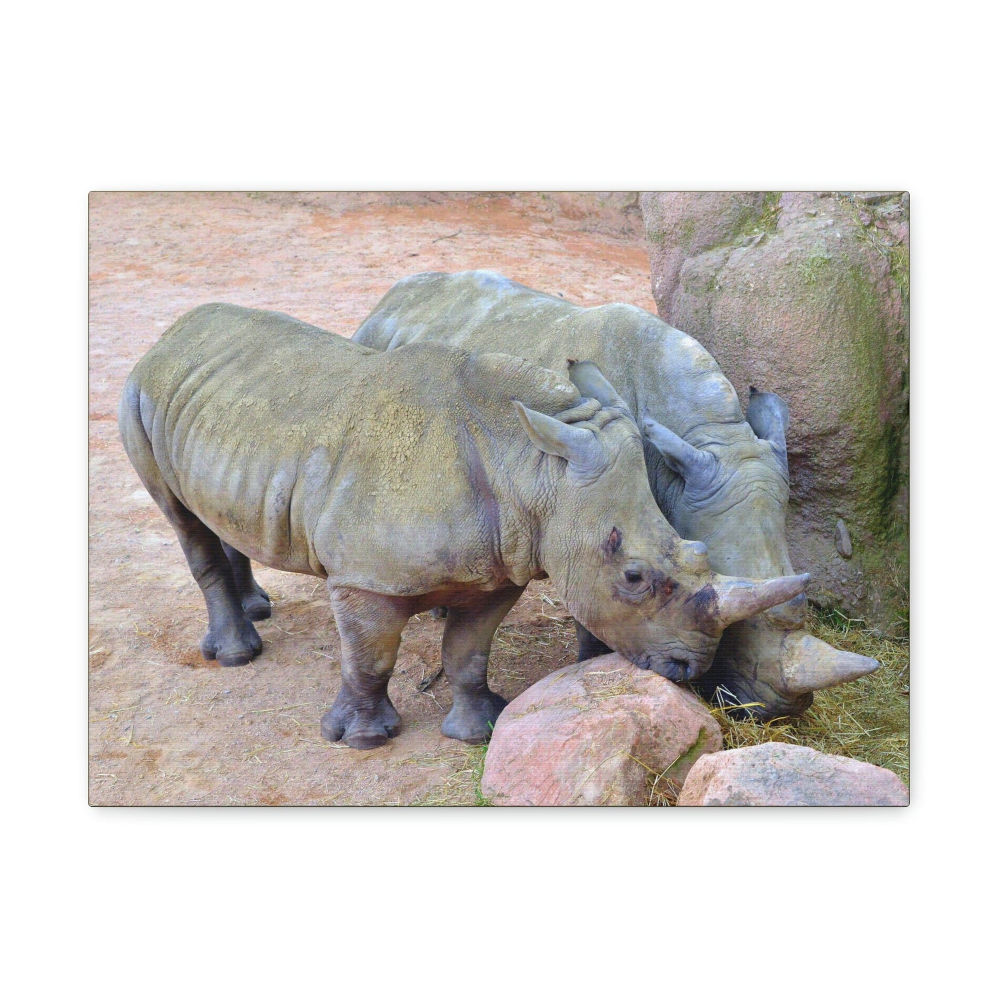 Scripture Walls Rhino Couple Rhino Couple Print Animal Wall Art Wildlife Canvas Prints Wall Art Ready to Hang Unframed-Express Your Love Gifts