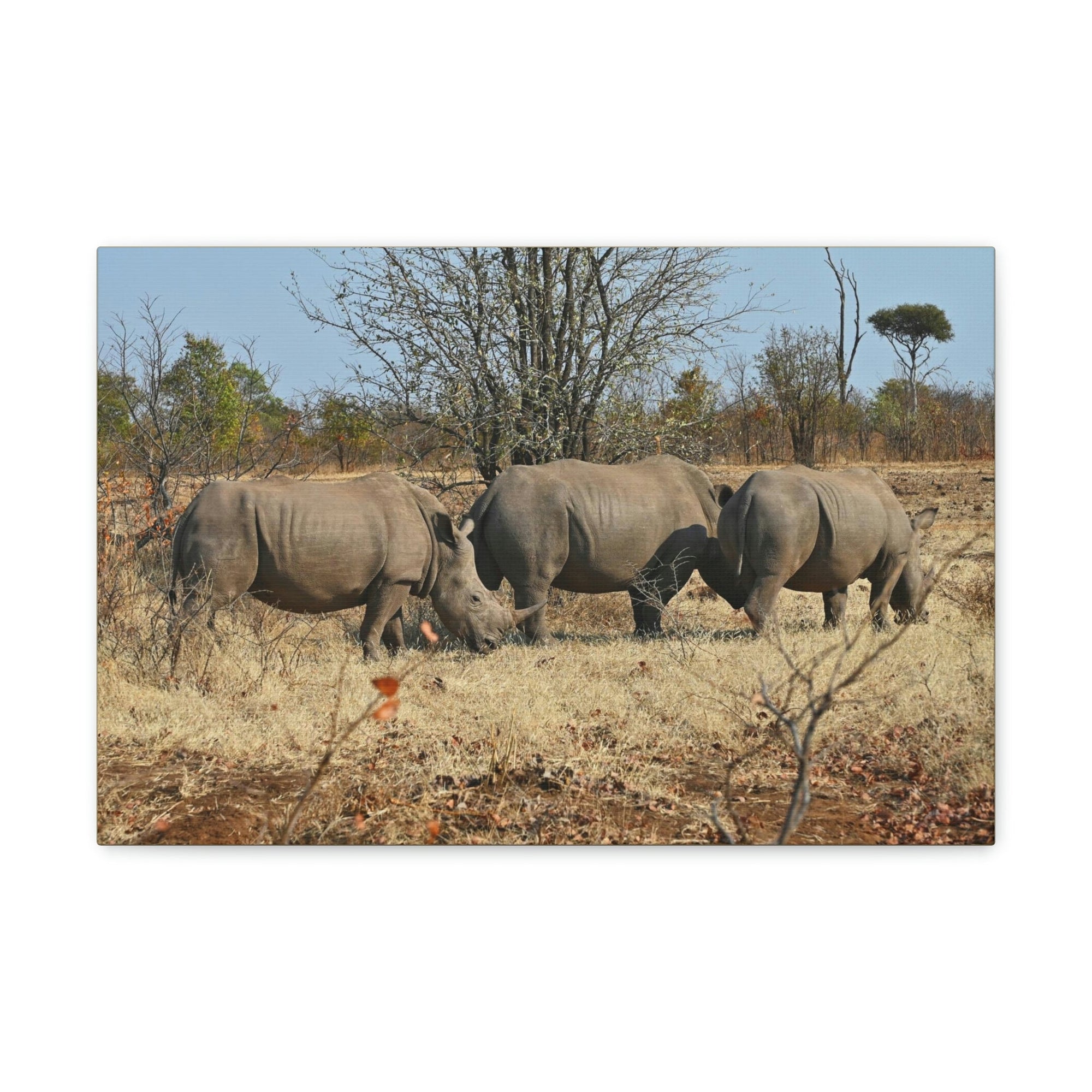 Scripture Walls Rhinoceros Group Rhinoceros Troop Print Animal Wall Art Wildlife Canvas Prints Wall Art Ready to Hang Unframed-Express Your Love Gifts