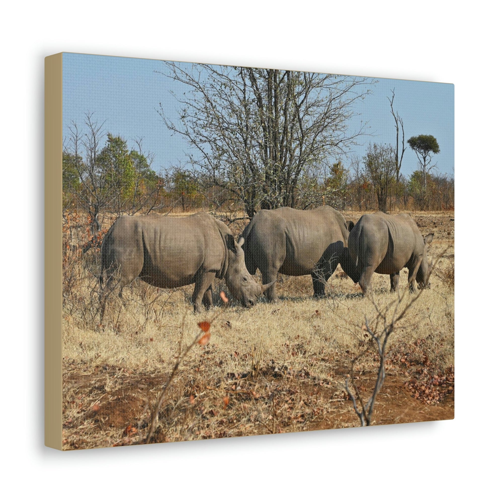 Scripture Walls Rhinoceros Group Rhinoceros Troop Print Animal Wall Art Wildlife Canvas Prints Wall Art Ready to Hang Unframed-Express Your Love Gifts