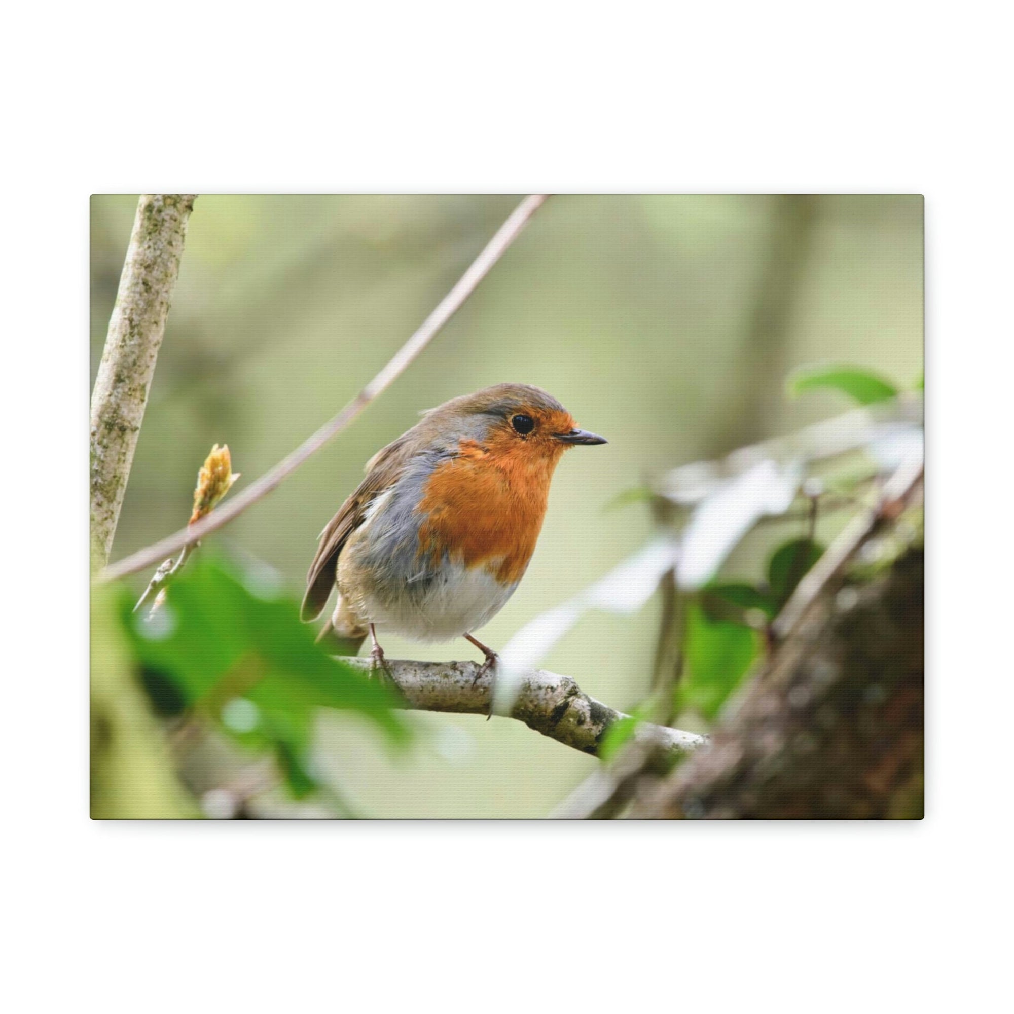 Scripture Walls Robin Hunting Robin on Hunt Print Animal Wall Art Wildlife Canvas Prints Wall Art Ready to Hang Unframed-Express Your Love Gifts