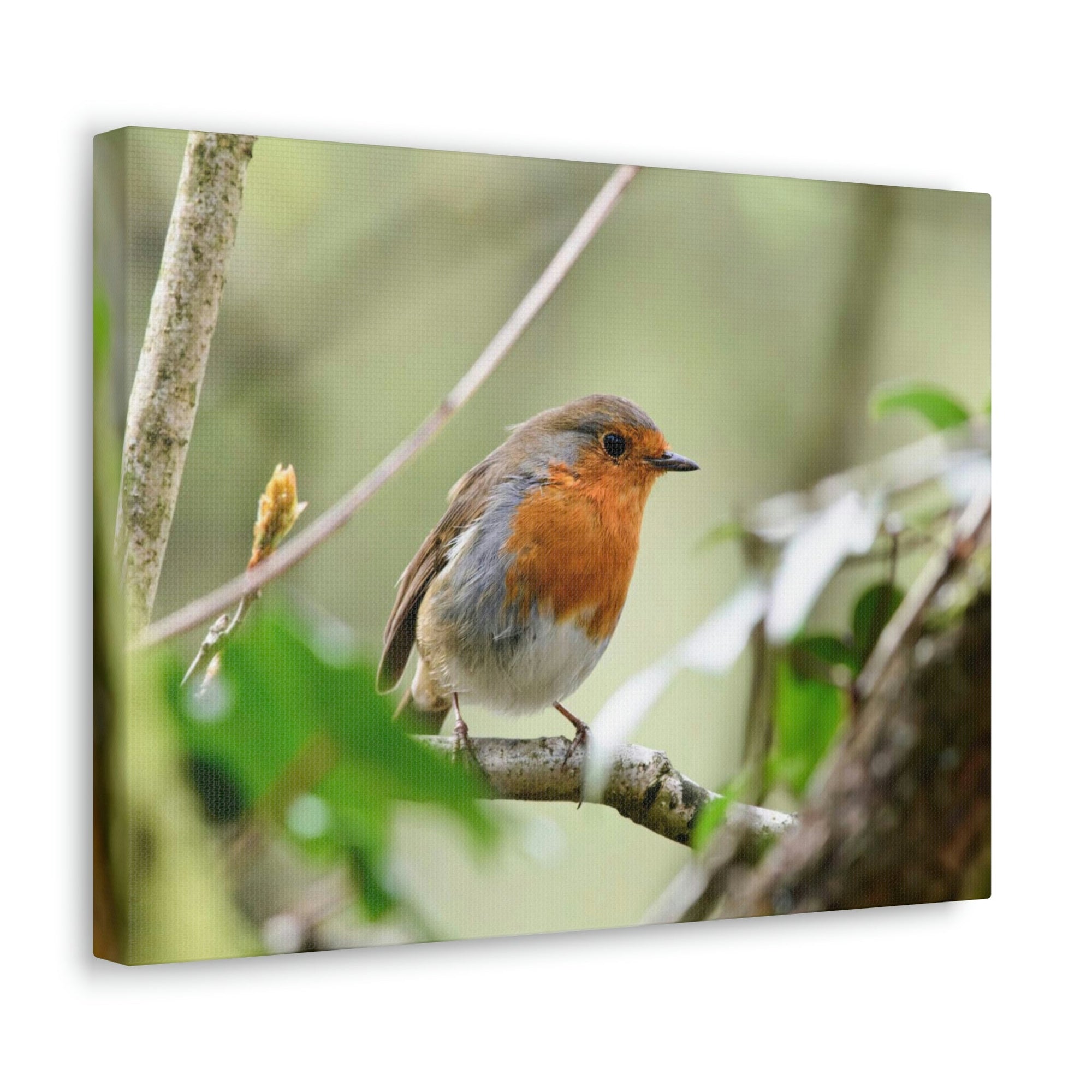 Scripture Walls Robin Hunting Robin on Hunt Print Animal Wall Art Wildlife Canvas Prints Wall Art Ready to Hang Unframed-Express Your Love Gifts