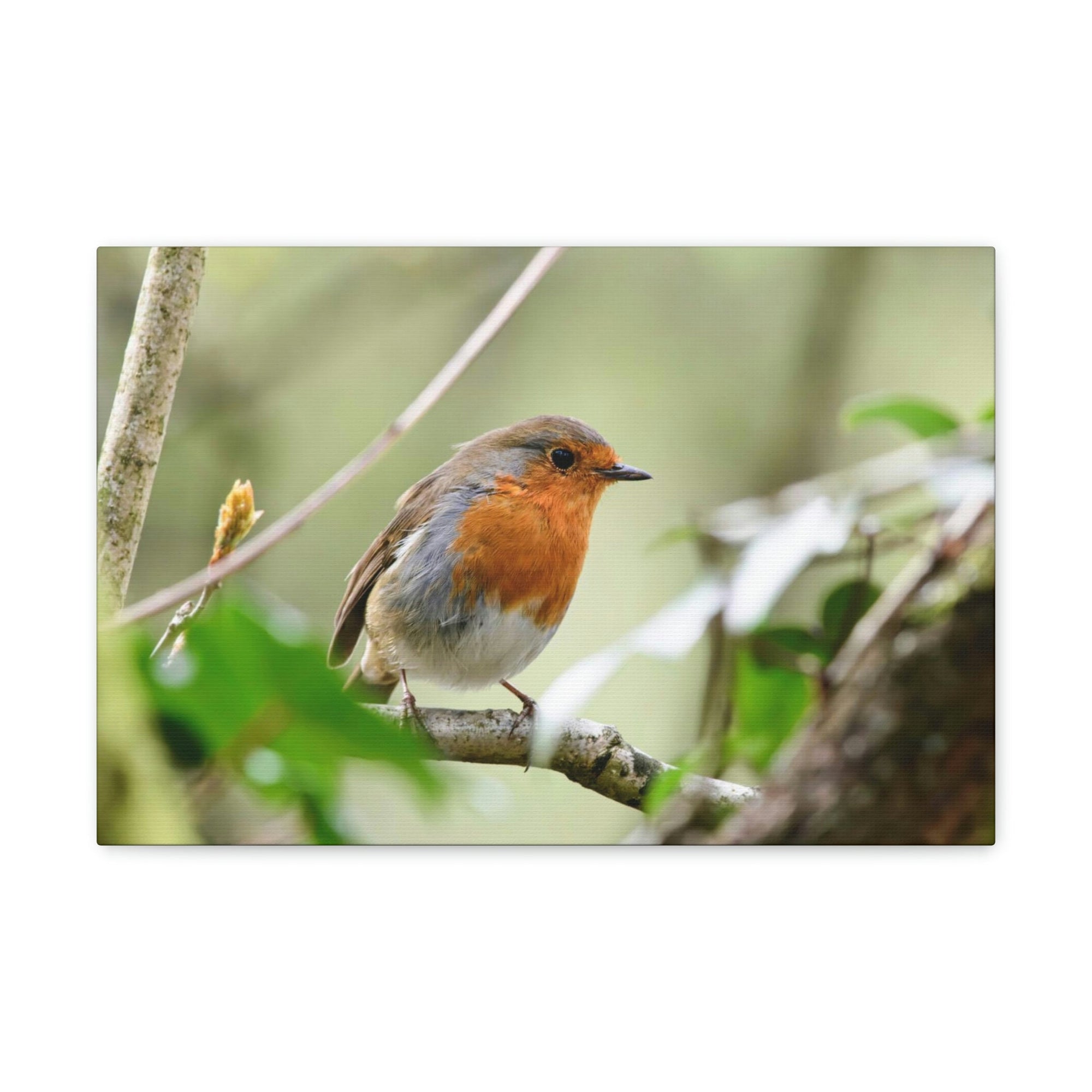 Scripture Walls Robin Hunting Robin on Hunt Print Animal Wall Art Wildlife Canvas Prints Wall Art Ready to Hang Unframed-Express Your Love Gifts