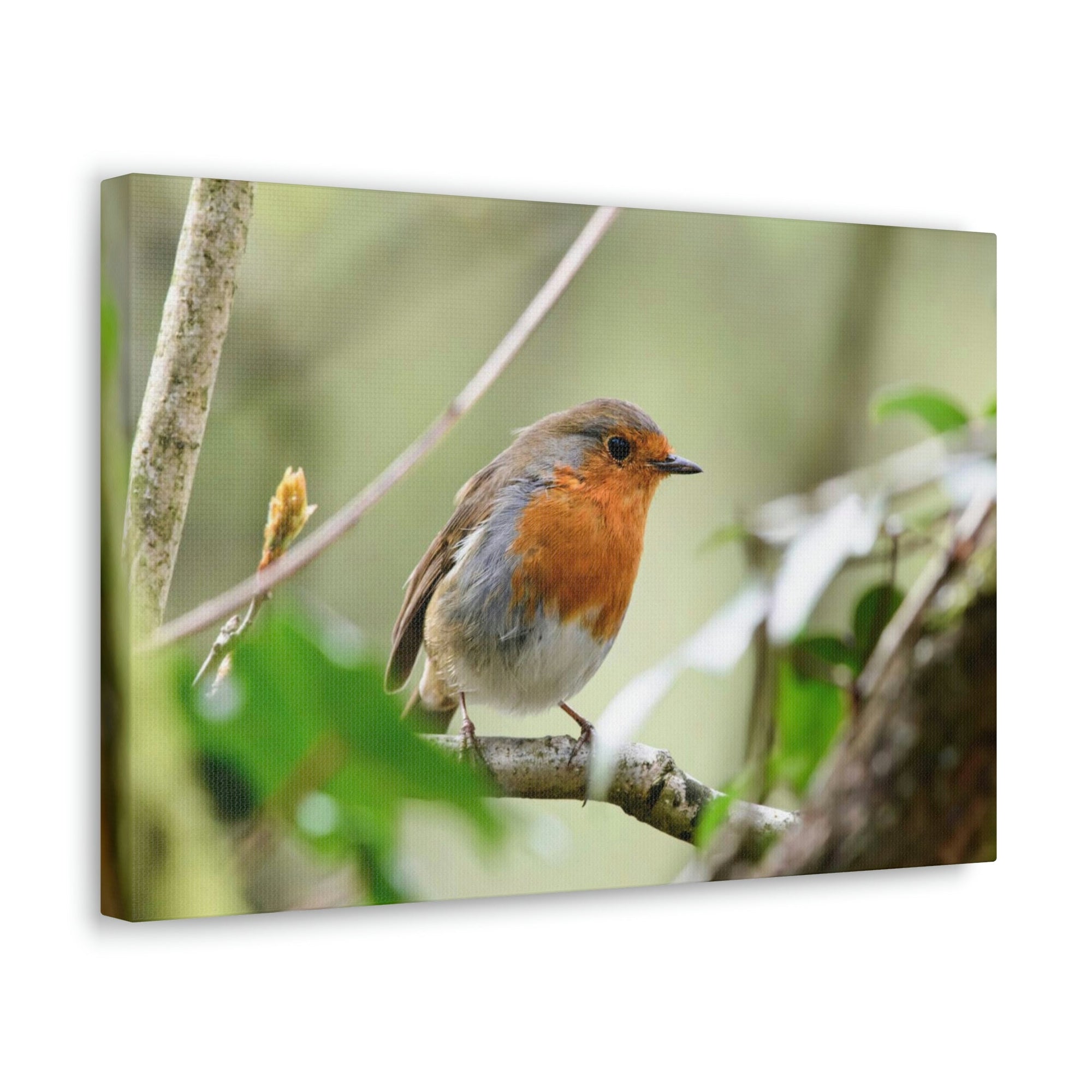 Scripture Walls Robin Hunting Robin on Hunt Print Animal Wall Art Wildlife Canvas Prints Wall Art Ready to Hang Unframed-Express Your Love Gifts