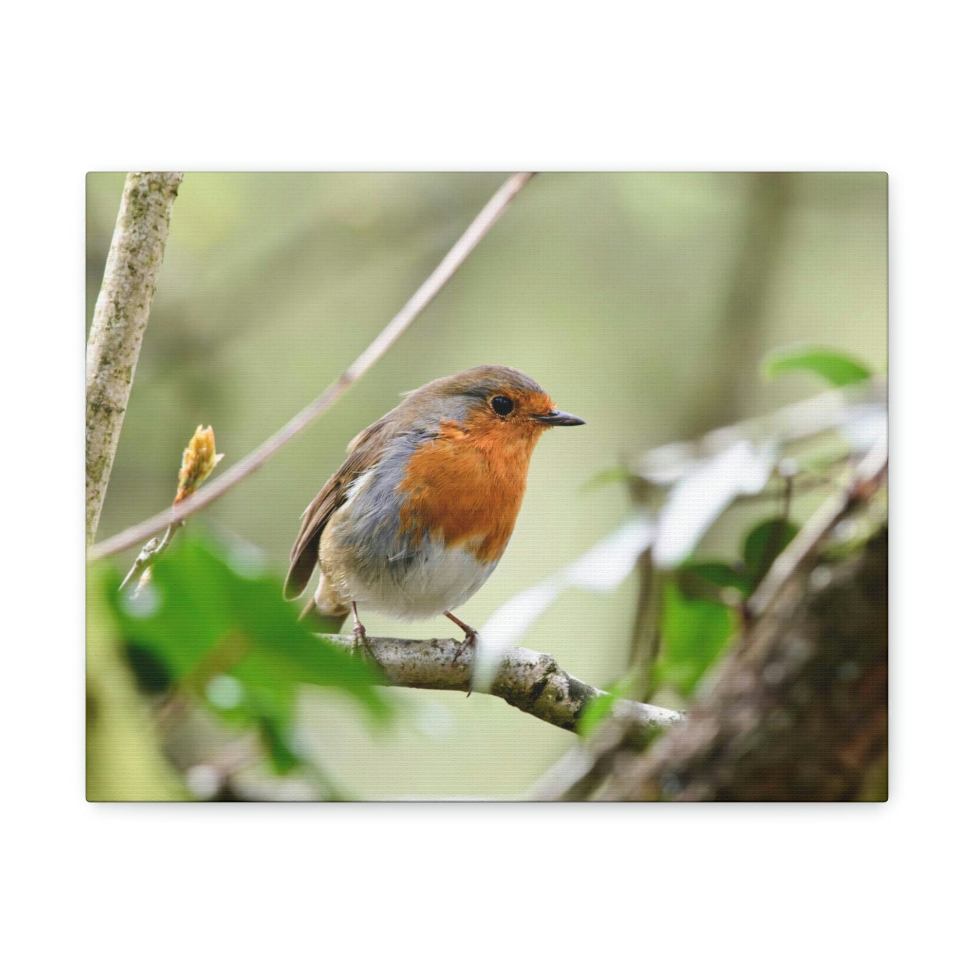 Scripture Walls Robin Hunting Robin on Hunt Print Animal Wall Art Wildlife Canvas Prints Wall Art Ready to Hang Unframed-Express Your Love Gifts