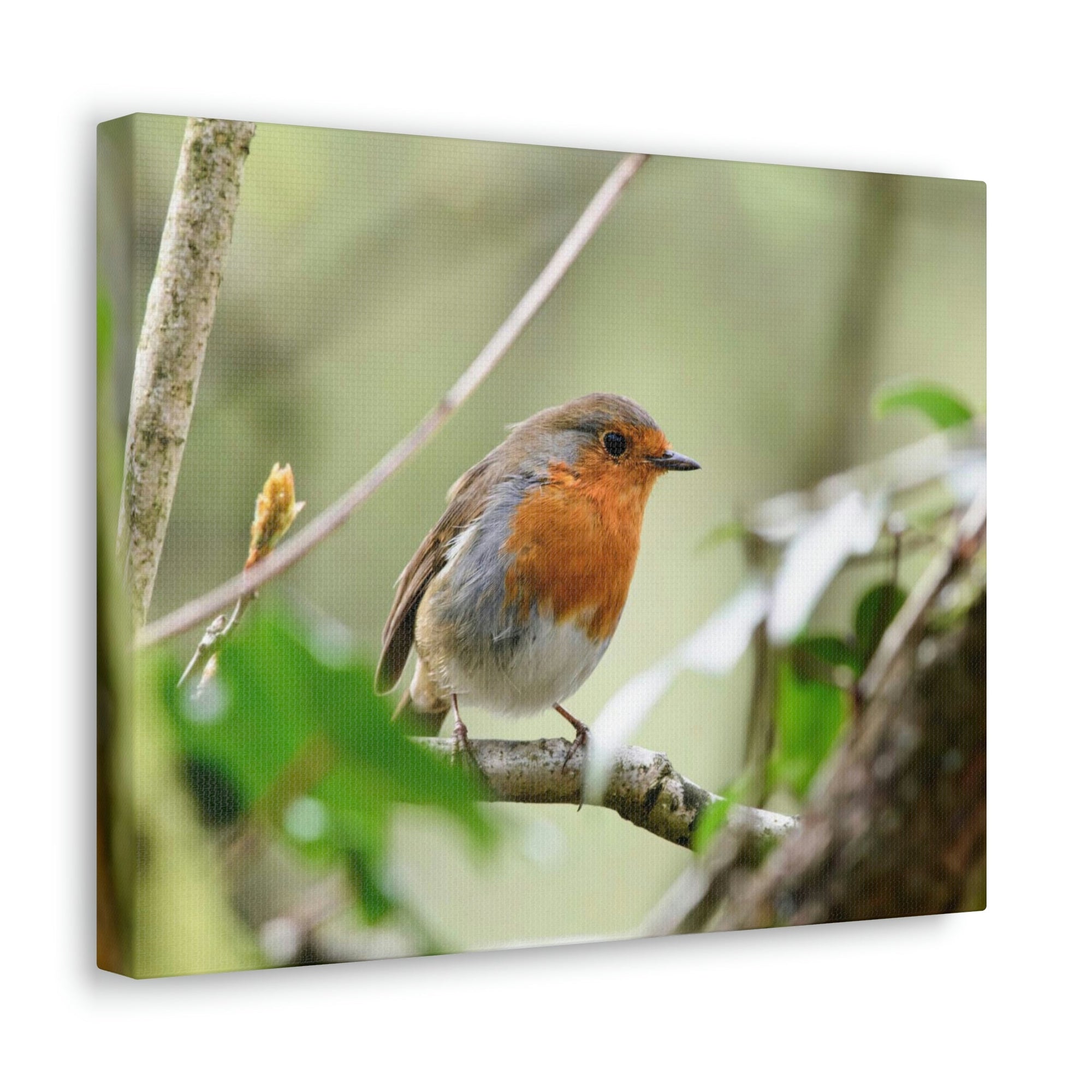 Scripture Walls Robin Hunting Robin on Hunt Print Animal Wall Art Wildlife Canvas Prints Wall Art Ready to Hang Unframed-Express Your Love Gifts