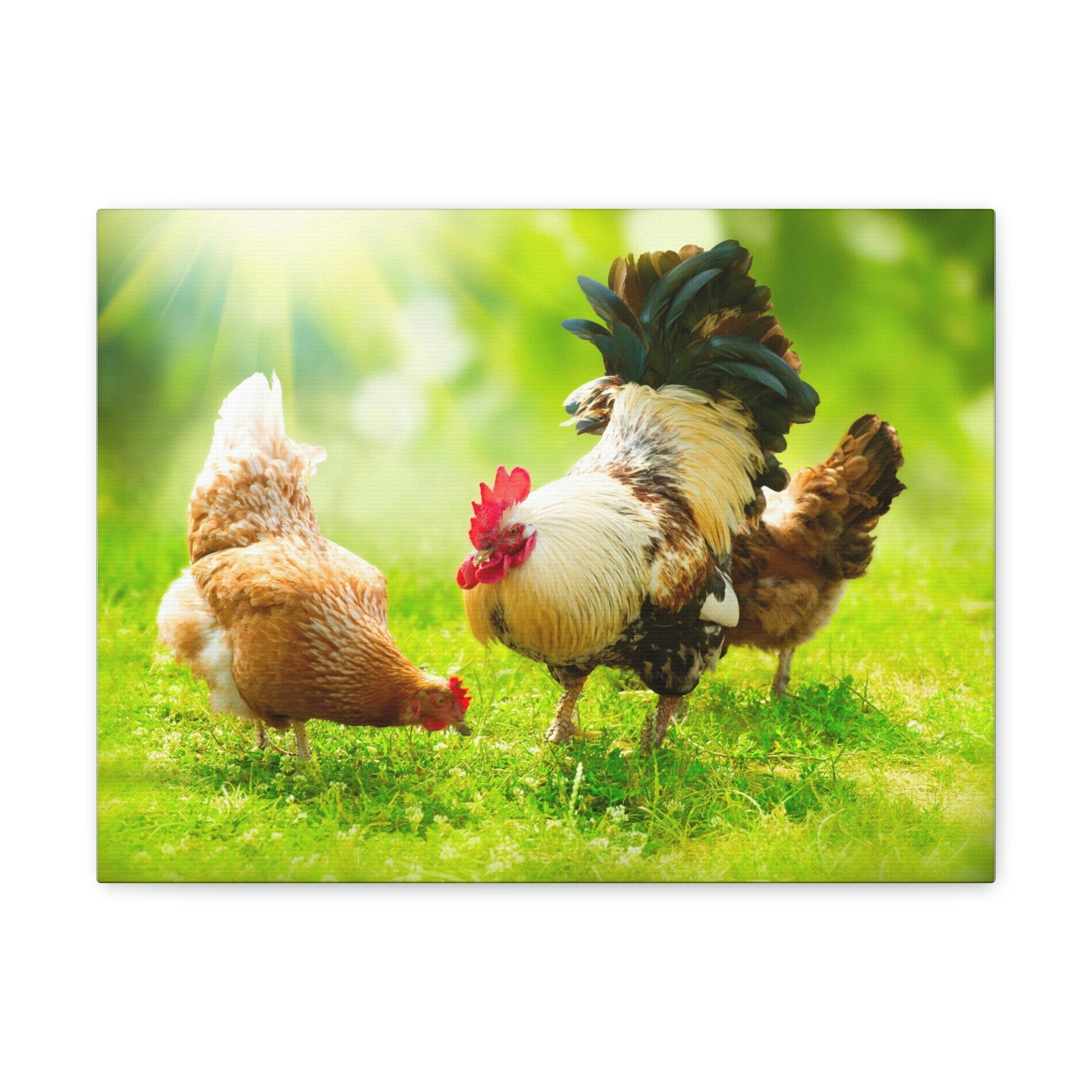 Scripture Walls Rooster and Chicken Hunting for Food Print Animal Wall Art Wildlife Canvas Prints Wall Art Ready to Hang Unframed-Express Your Love Gifts