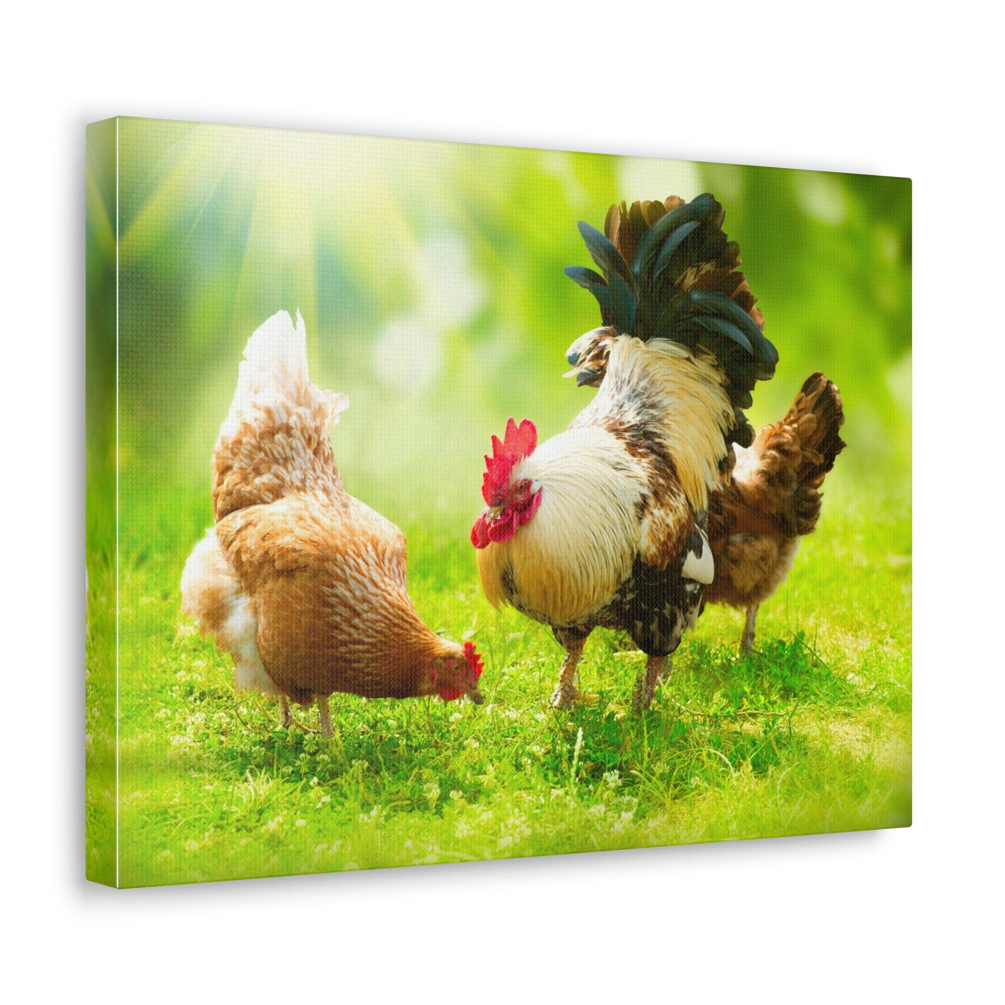 Scripture Walls Rooster and Chicken Hunting for Food Print Animal Wall Art Wildlife Canvas Prints Wall Art Ready to Hang Unframed-Express Your Love Gifts