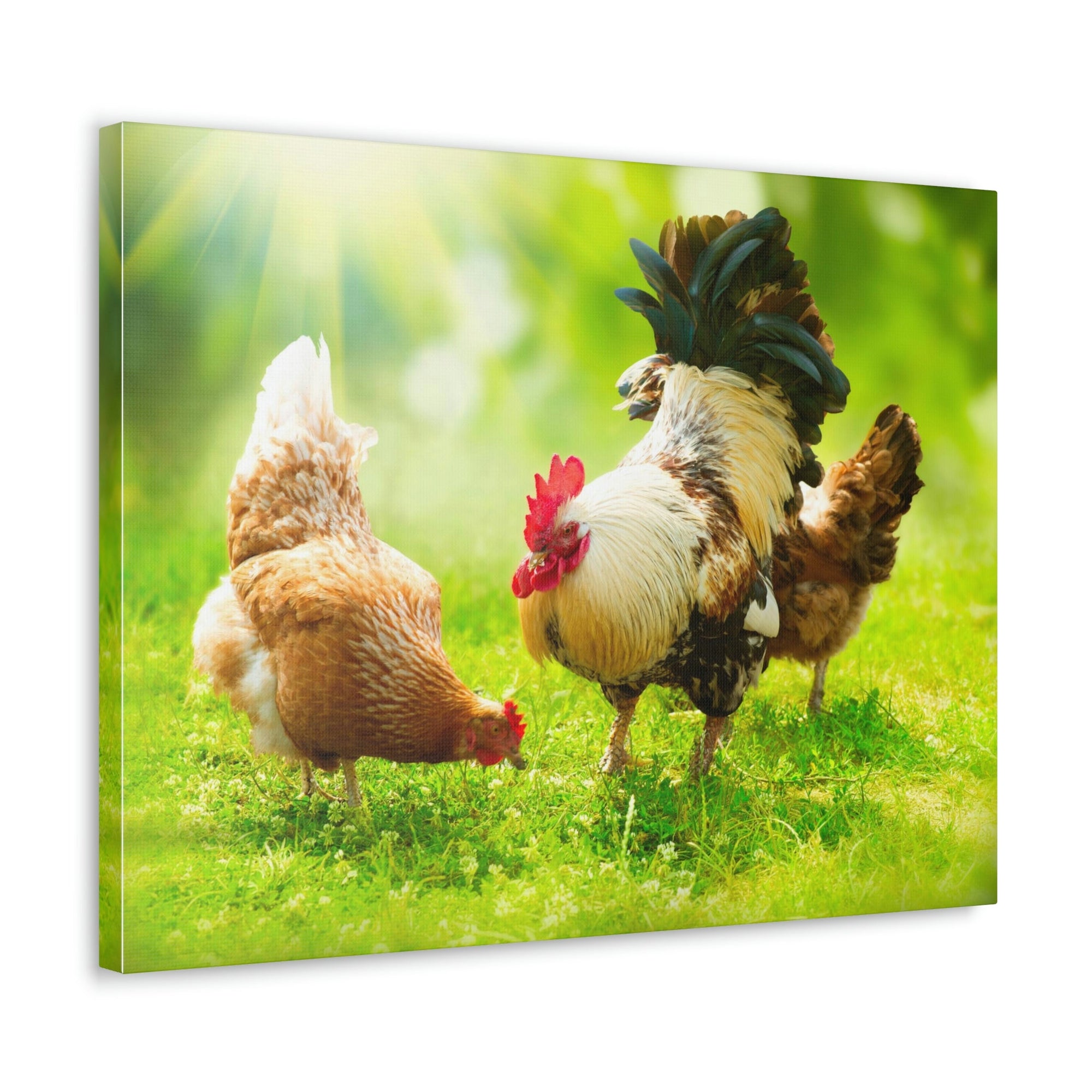 Scripture Walls Rooster and Chicken Hunting for Food Print Animal Wall Art Wildlife Canvas Prints Wall Art Ready to Hang Unframed-Express Your Love Gifts