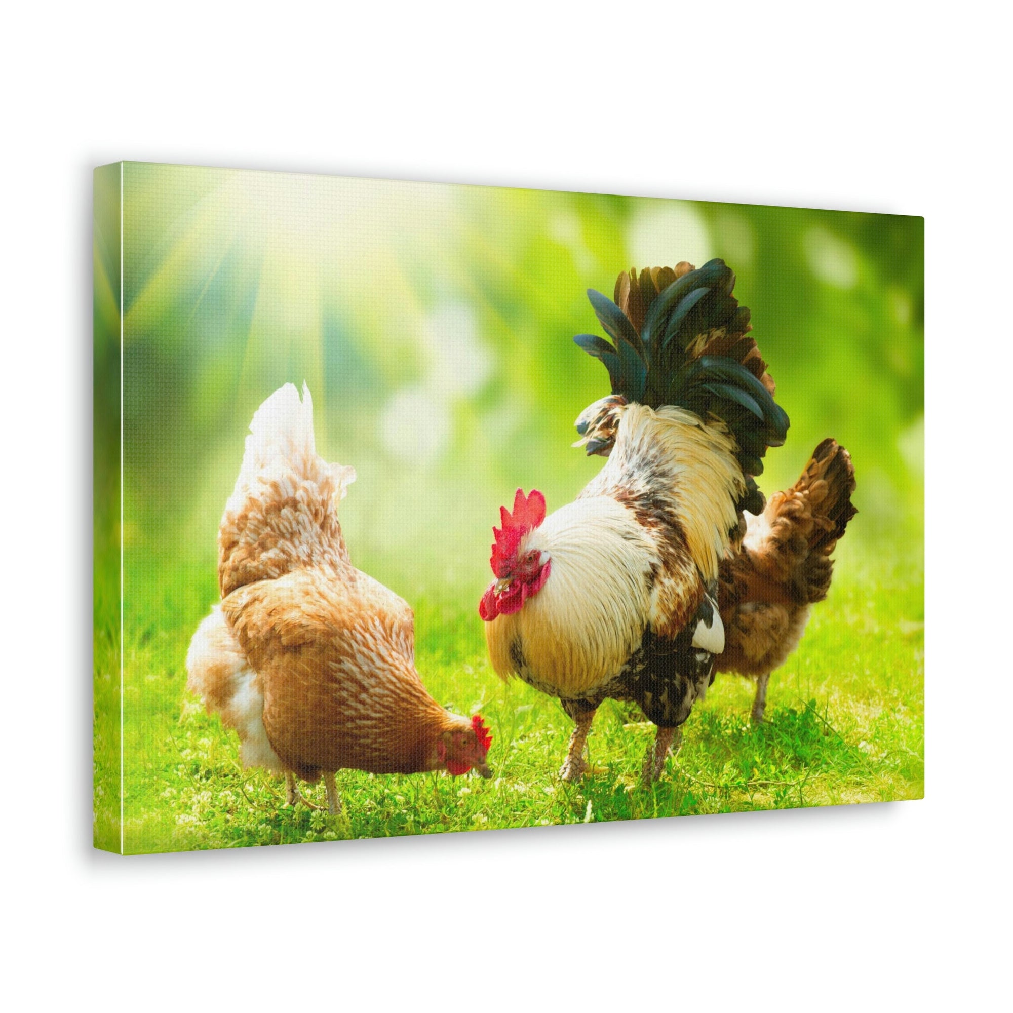 Scripture Walls Rooster and Chicken Hunting for Food Print Animal Wall Art Wildlife Canvas Prints Wall Art Ready to Hang Unframed-Express Your Love Gifts