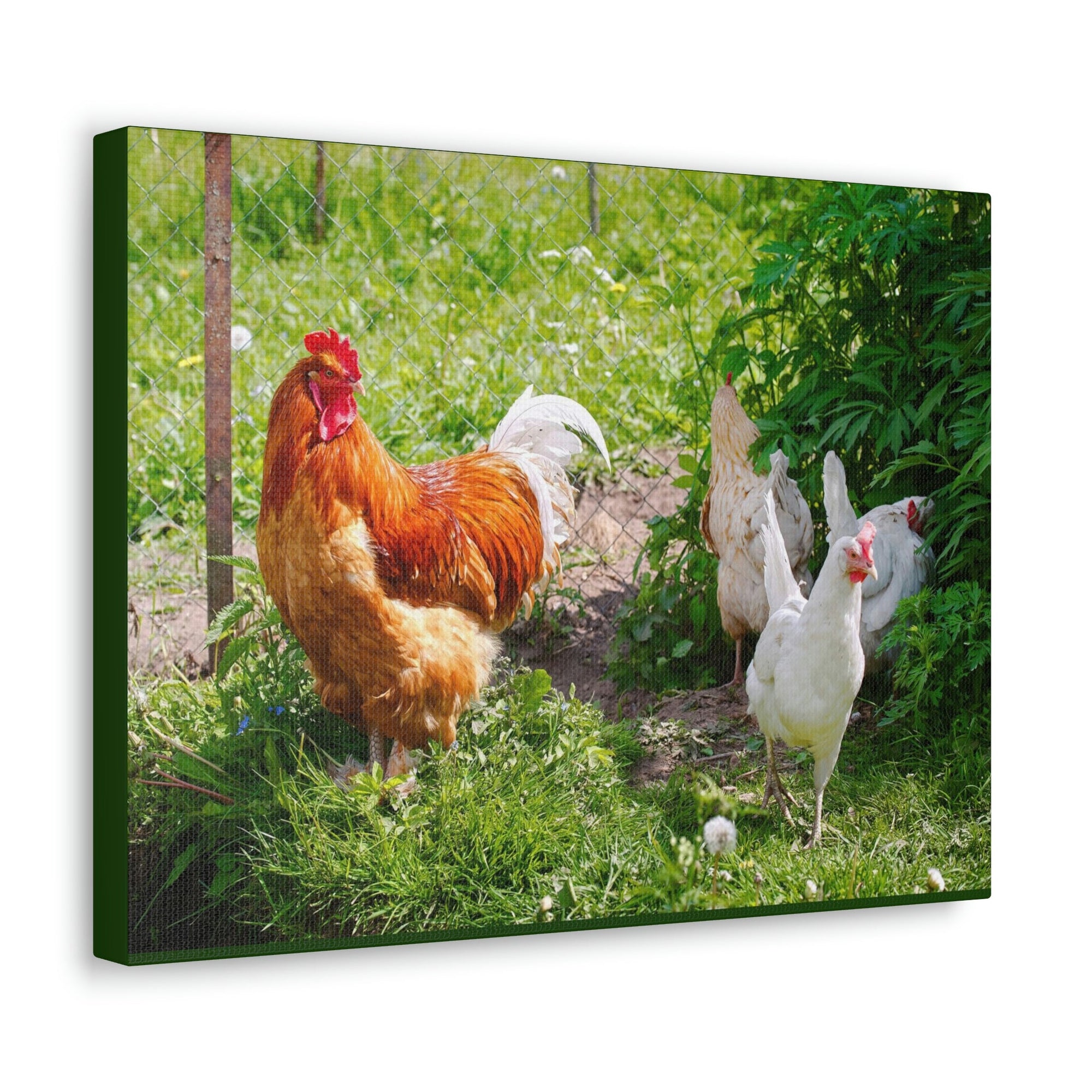 Scripture Walls Rooster Couple Rooster Couple Print Animal Wall Art Wildlife Canvas Prints Wall Art Ready to Hang Unframed-Express Your Love Gifts