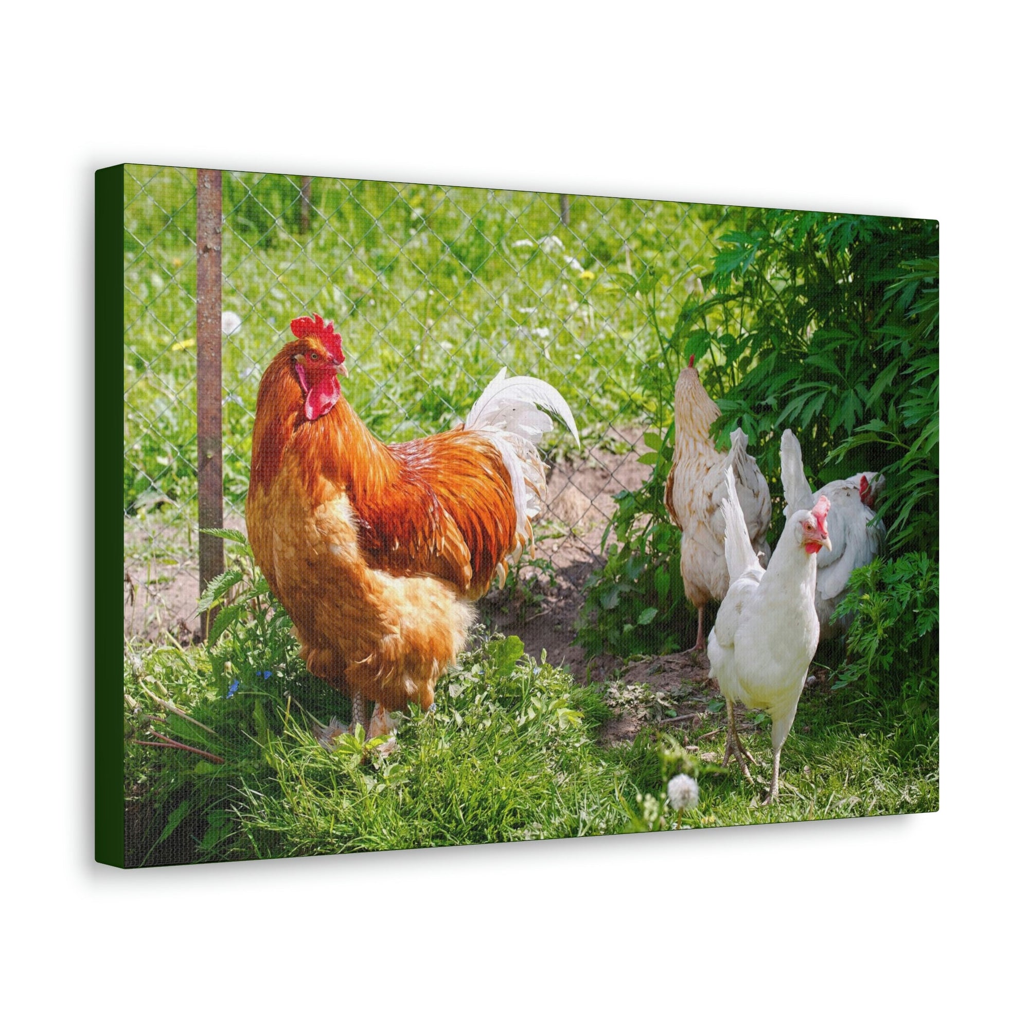 Scripture Walls Rooster Couple Rooster Couple Print Animal Wall Art Wildlife Canvas Prints Wall Art Ready to Hang Unframed-Express Your Love Gifts