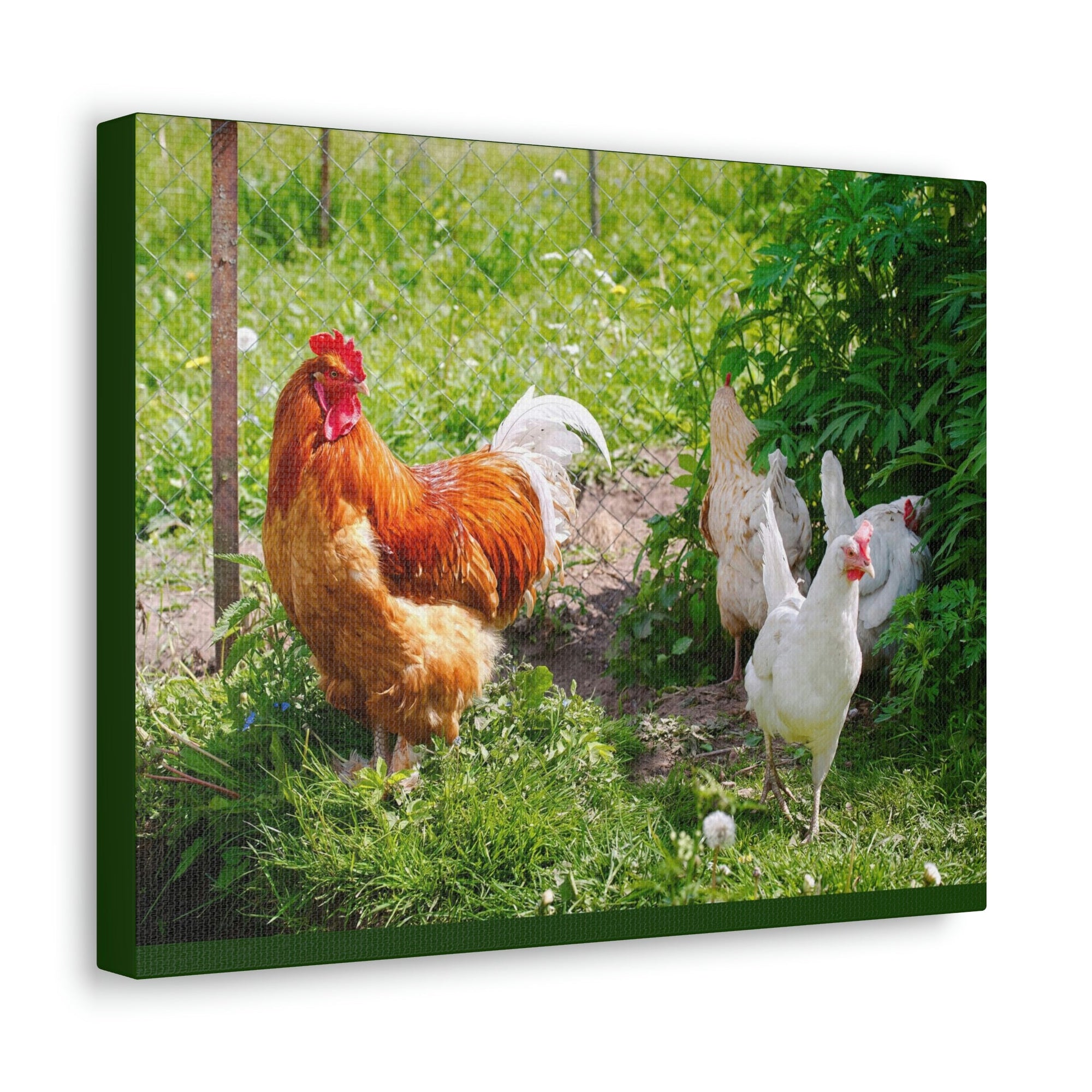 Scripture Walls Rooster Couple Rooster Couple Print Animal Wall Art Wildlife Canvas Prints Wall Art Ready to Hang Unframed-Express Your Love Gifts