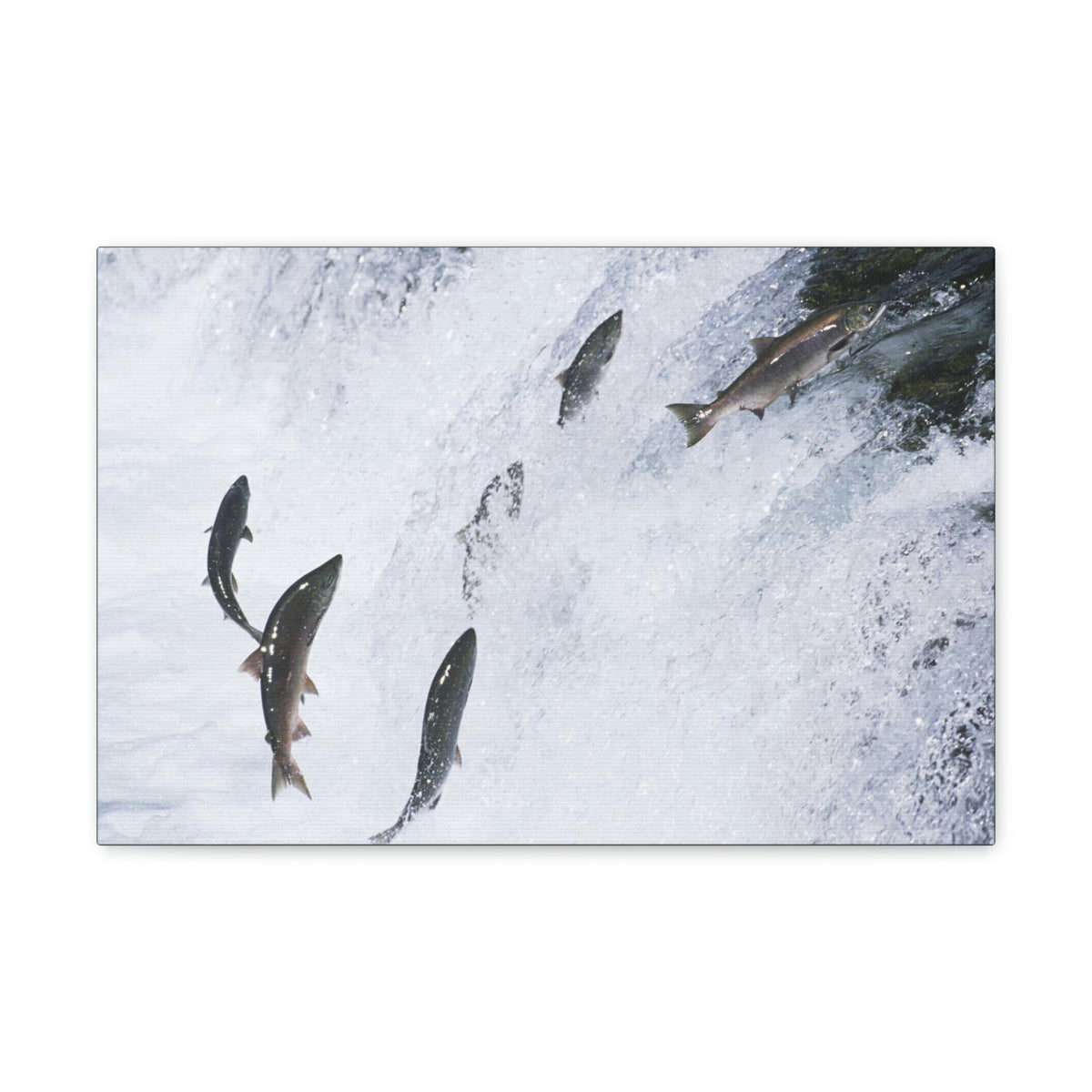 Scripture Walls Salmon Group Salmon Troop Print Animal Wall Art Wildlife Canvas Prints Wall Art Ready to Hang Unframed-Express Your Love Gifts