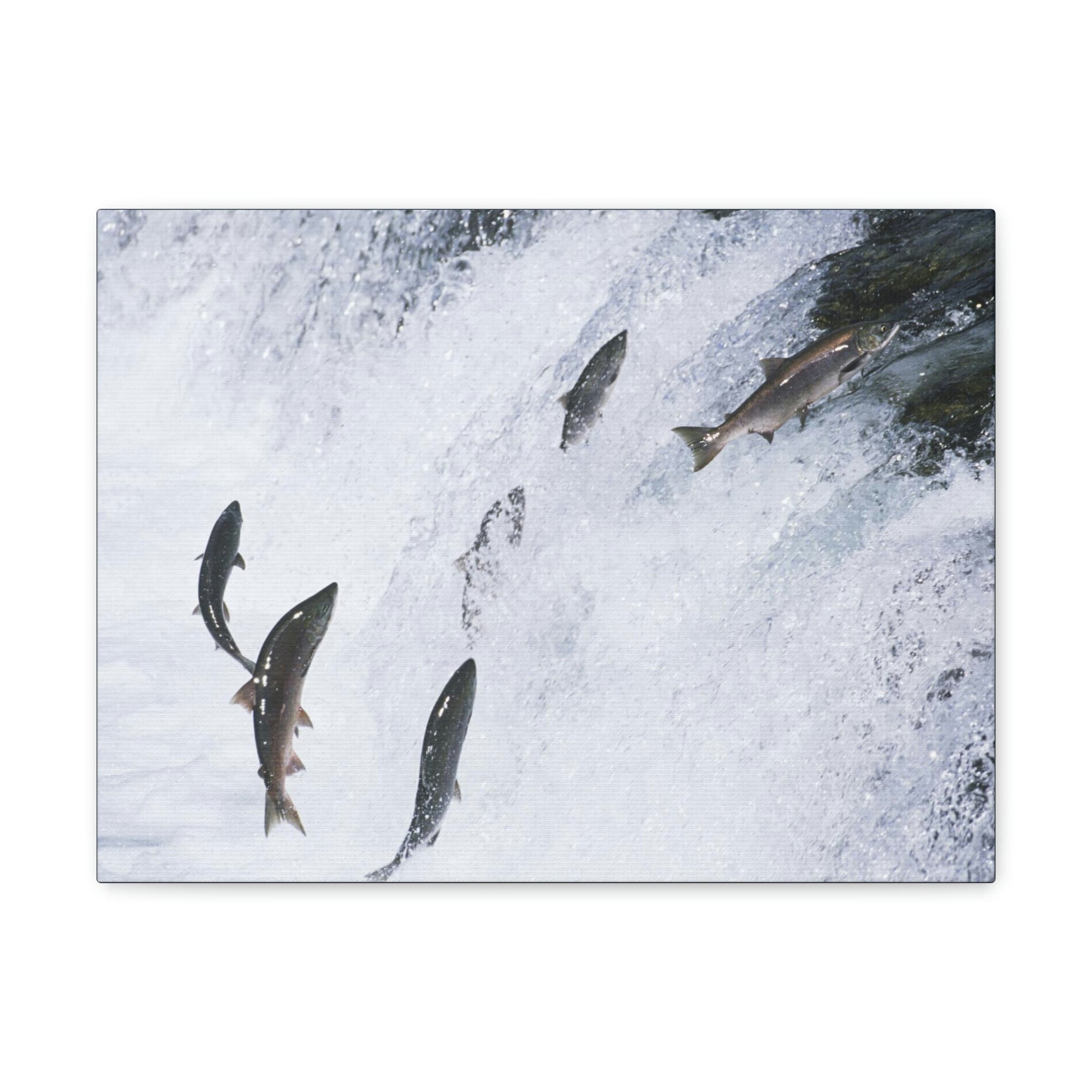 Scripture Walls Salmon Group Salmon Troop Print Animal Wall Art Wildlife Canvas Prints Wall Art Ready to Hang Unframed-Express Your Love Gifts