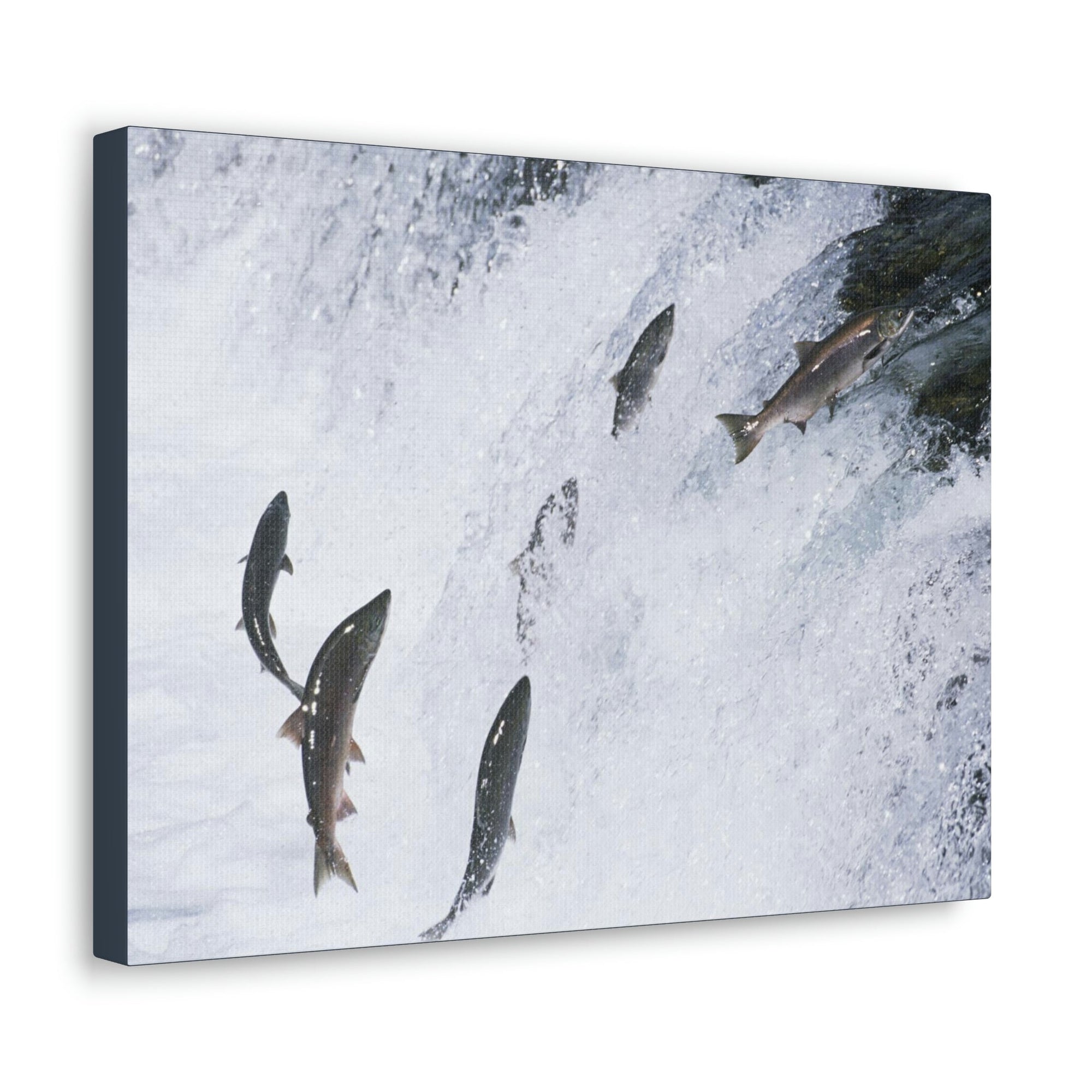 Scripture Walls Salmon Group Salmon Troop Print Animal Wall Art Wildlife Canvas Prints Wall Art Ready to Hang Unframed-Express Your Love Gifts