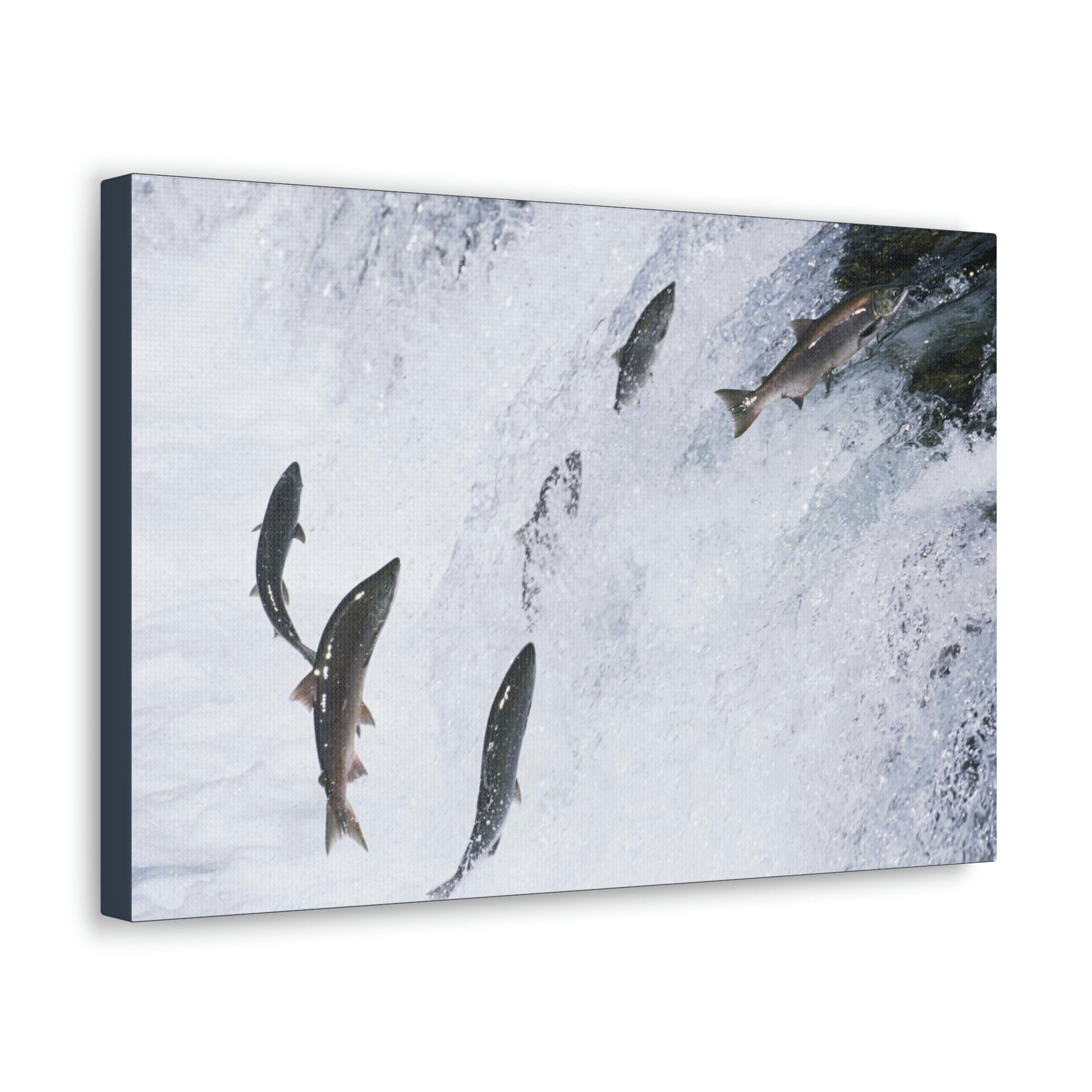 Scripture Walls Salmon Group Salmon Troop Print Animal Wall Art Wildlife Canvas Prints Wall Art Ready to Hang Unframed-Express Your Love Gifts