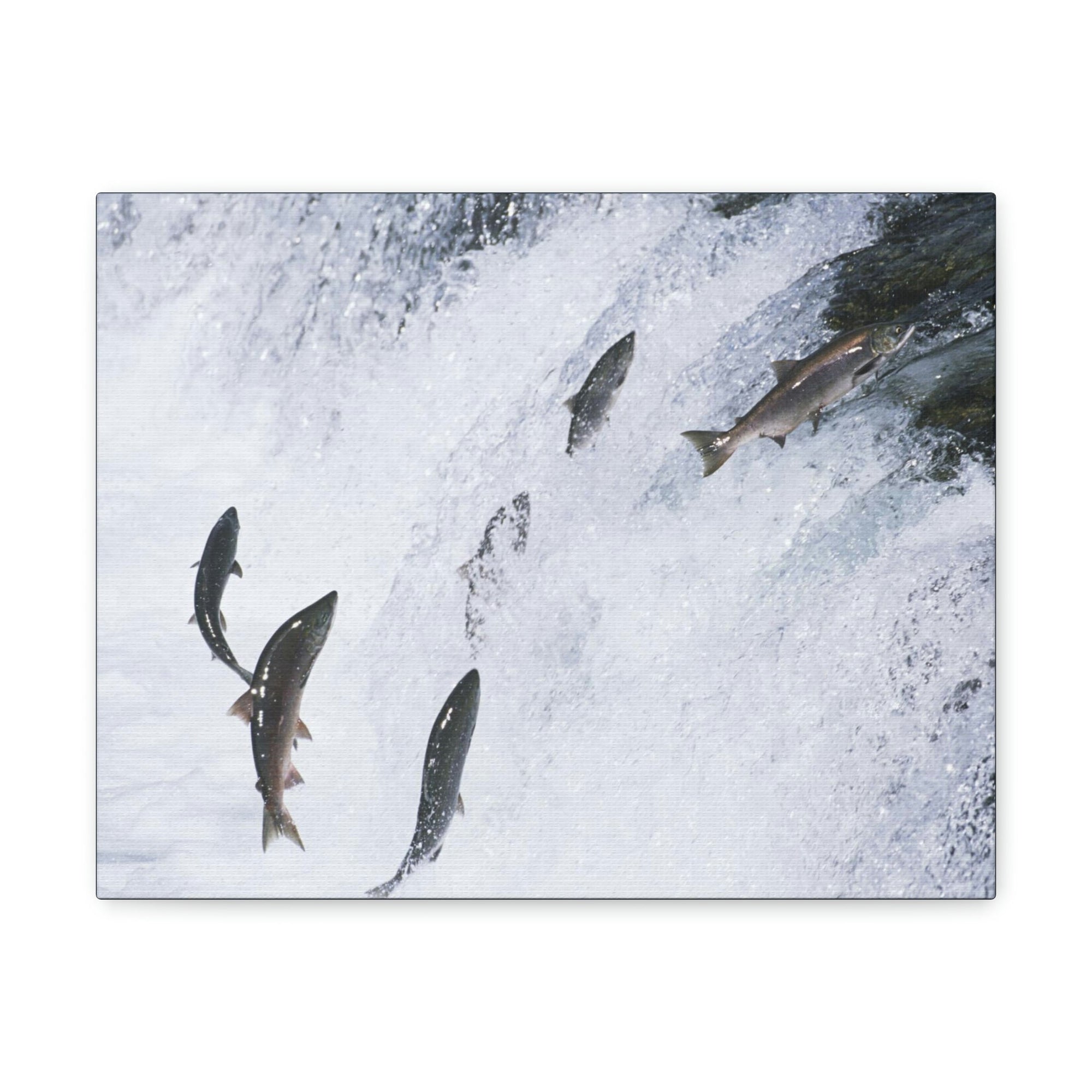 Scripture Walls Salmon Group Salmon Troop Print Animal Wall Art Wildlife Canvas Prints Wall Art Ready to Hang Unframed-Express Your Love Gifts