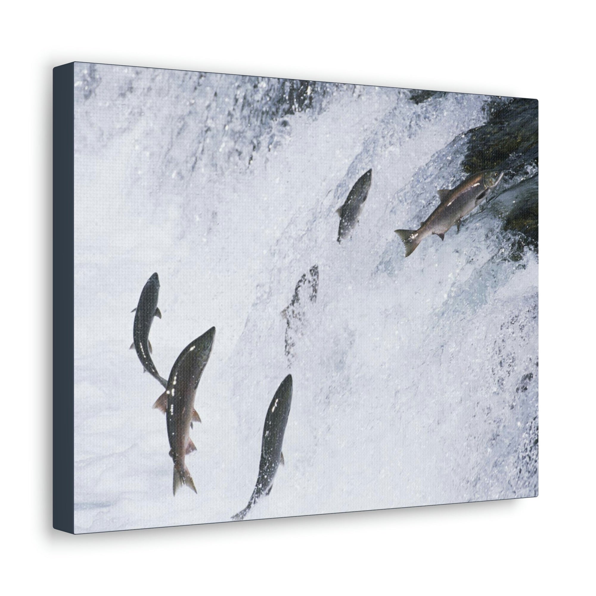 Scripture Walls Salmon Group Salmon Troop Print Animal Wall Art Wildlife Canvas Prints Wall Art Ready to Hang Unframed-Express Your Love Gifts