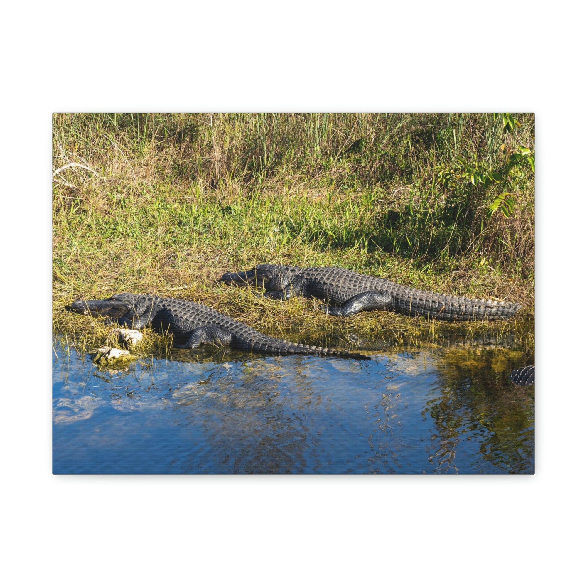 Scripture Walls Salt Water Alligator Couple Salt Water Alligator Couple Print Animal Wall Art Wildlife Canvas Prints Wall Art Ready to Hang Unframed-Express Your Love Gifts