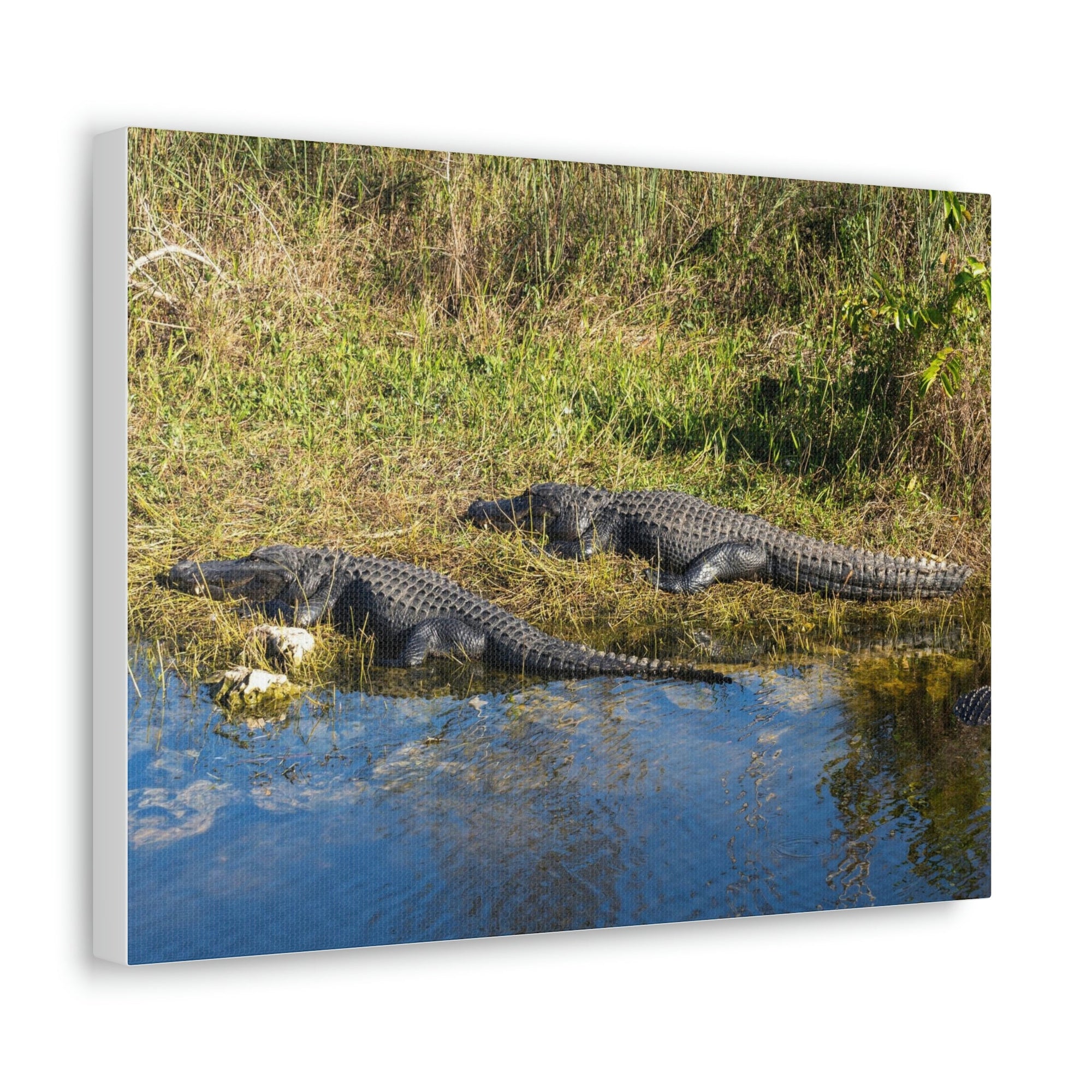 Scripture Walls Salt Water Alligator Couple Salt Water Alligator Couple Print Animal Wall Art Wildlife Canvas Prints Wall Art Ready to Hang Unframed-Express Your Love Gifts