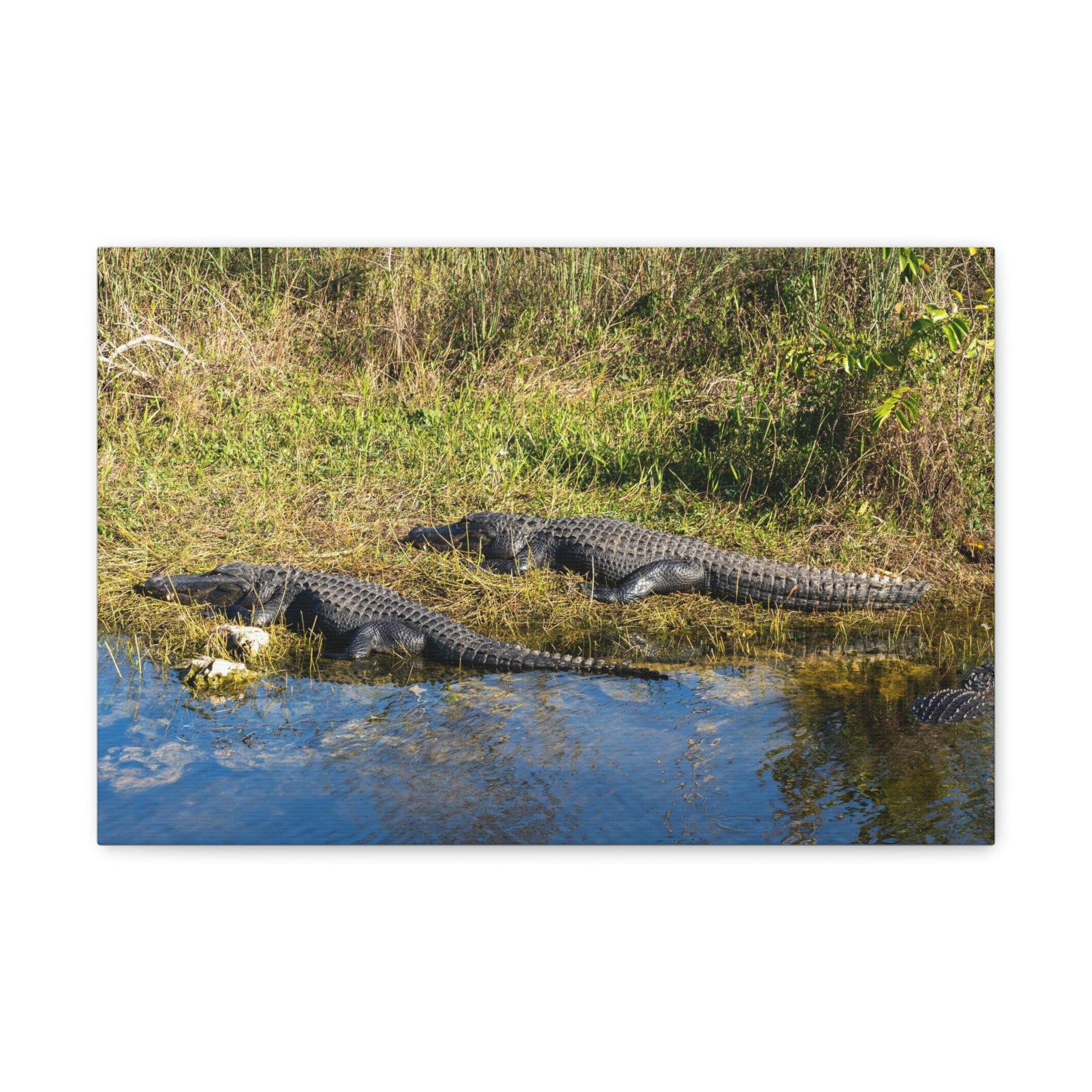 Scripture Walls Salt Water Alligator Couple Salt Water Alligator Couple Print Animal Wall Art Wildlife Canvas Prints Wall Art Ready to Hang Unframed-Express Your Love Gifts