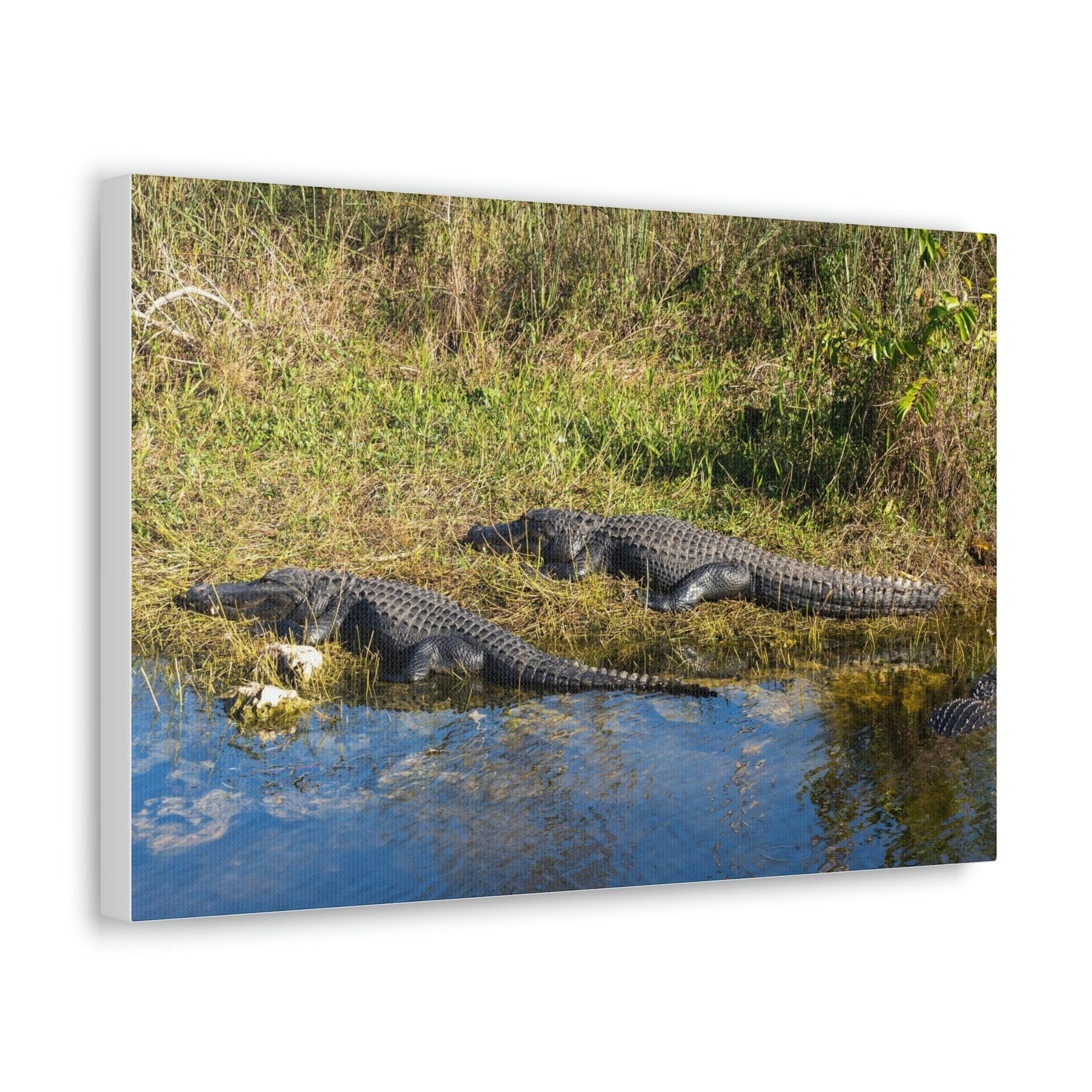 Scripture Walls Salt Water Alligator Couple Salt Water Alligator Couple Print Animal Wall Art Wildlife Canvas Prints Wall Art Ready to Hang Unframed-Express Your Love Gifts