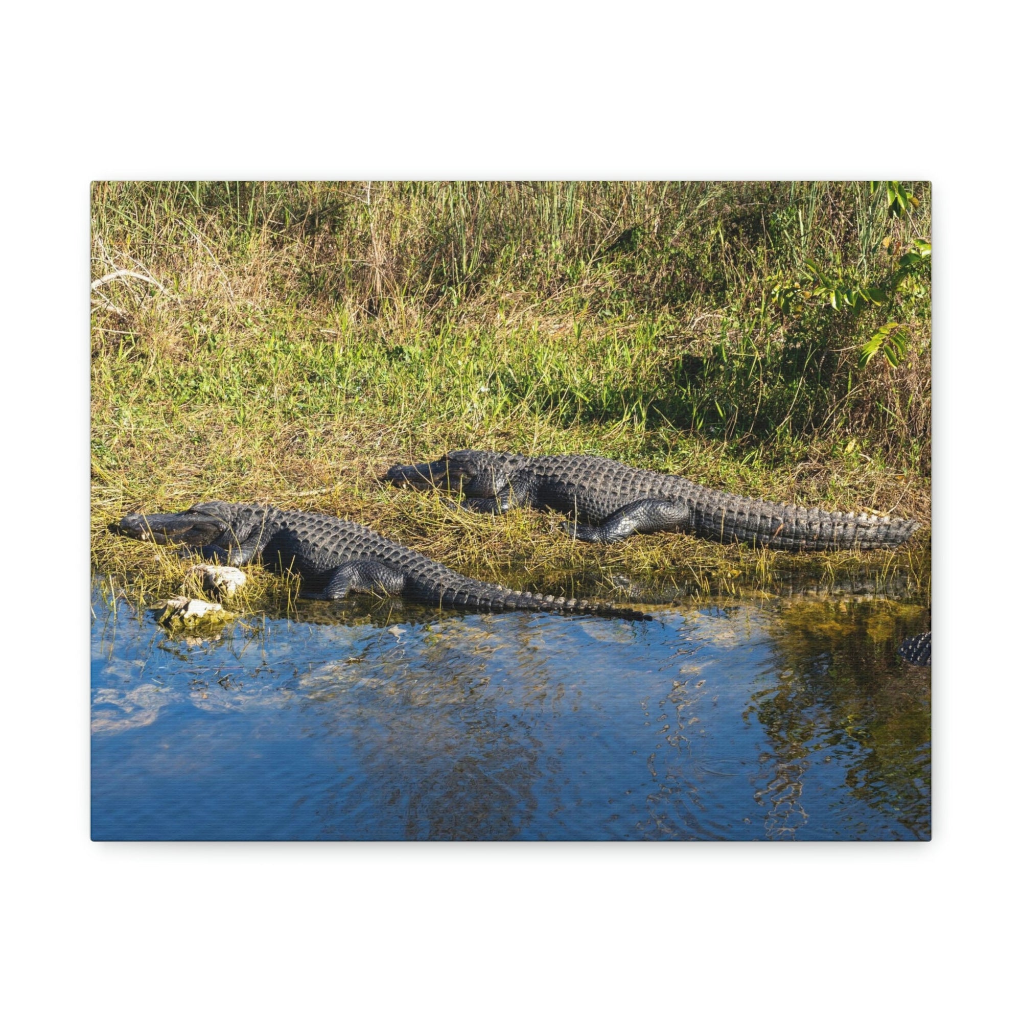 Scripture Walls Salt Water Alligator Couple Salt Water Alligator Couple Print Animal Wall Art Wildlife Canvas Prints Wall Art Ready to Hang Unframed-Express Your Love Gifts