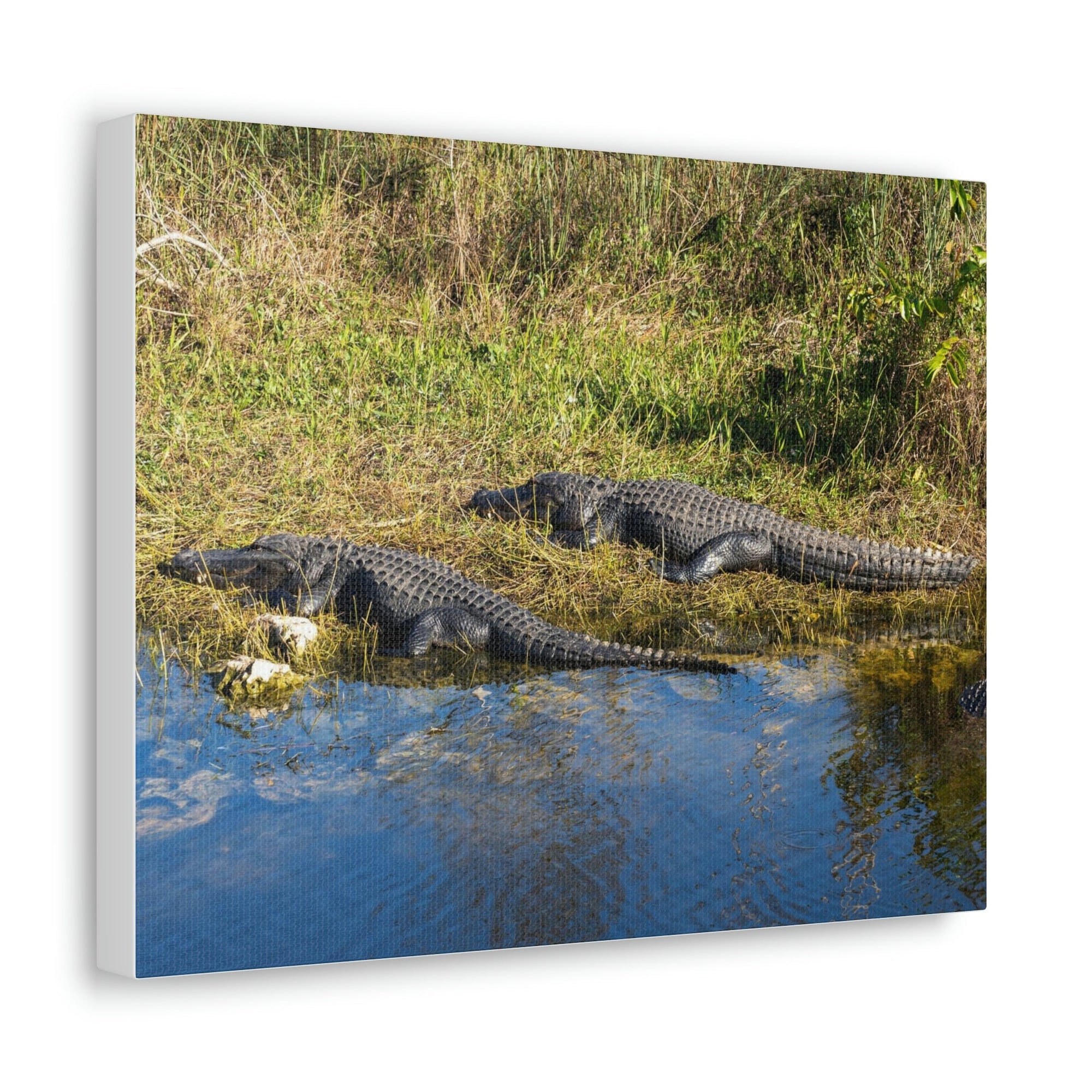 Scripture Walls Salt Water Alligator Couple Salt Water Alligator Couple Print Animal Wall Art Wildlife Canvas Prints Wall Art Ready to Hang Unframed-Express Your Love Gifts