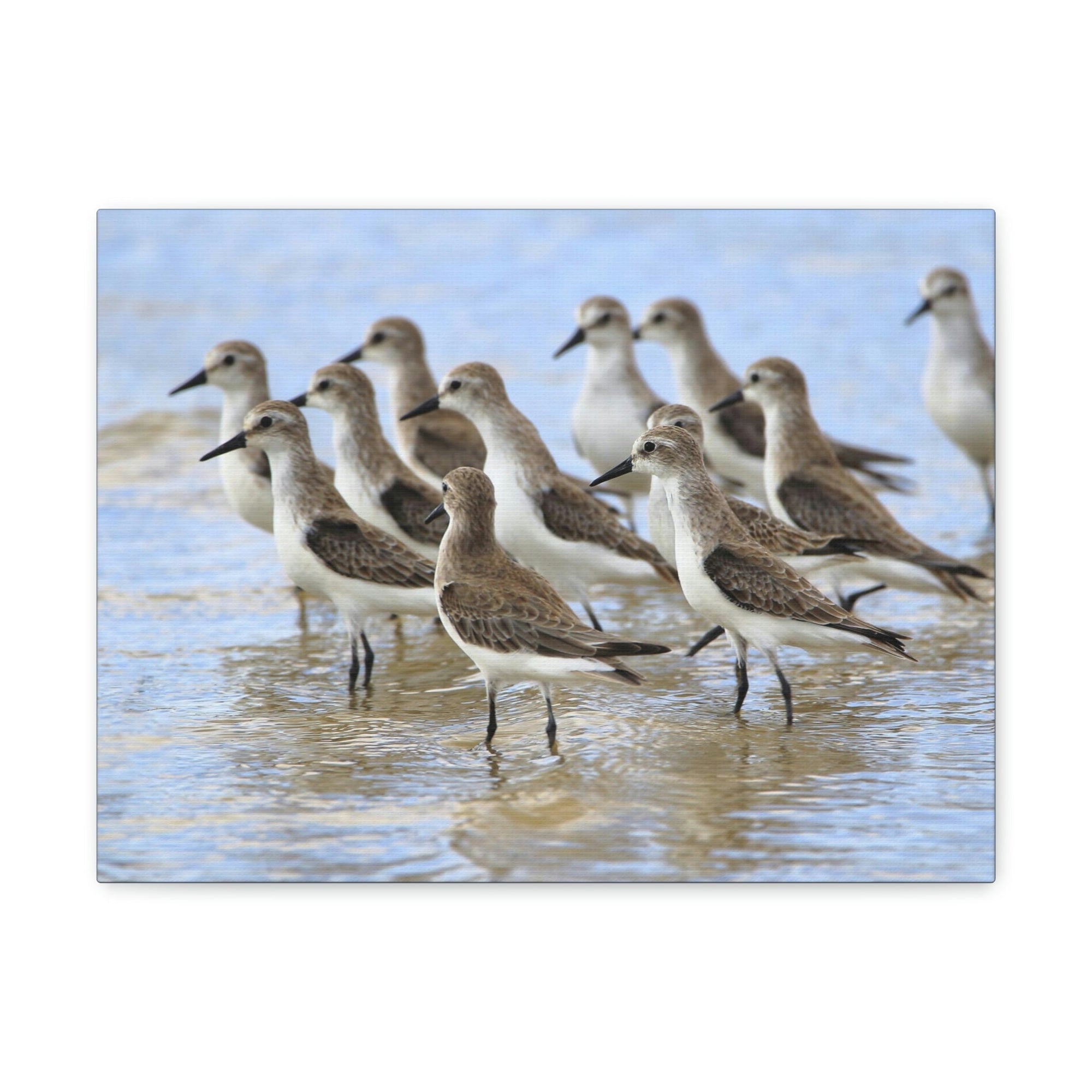 Scripture Walls Sandpiper Group Sandpiper Troop Print Animal Wall Art Wildlife Canvas Prints Wall Art Ready to Hang Unframed-Express Your Love Gifts