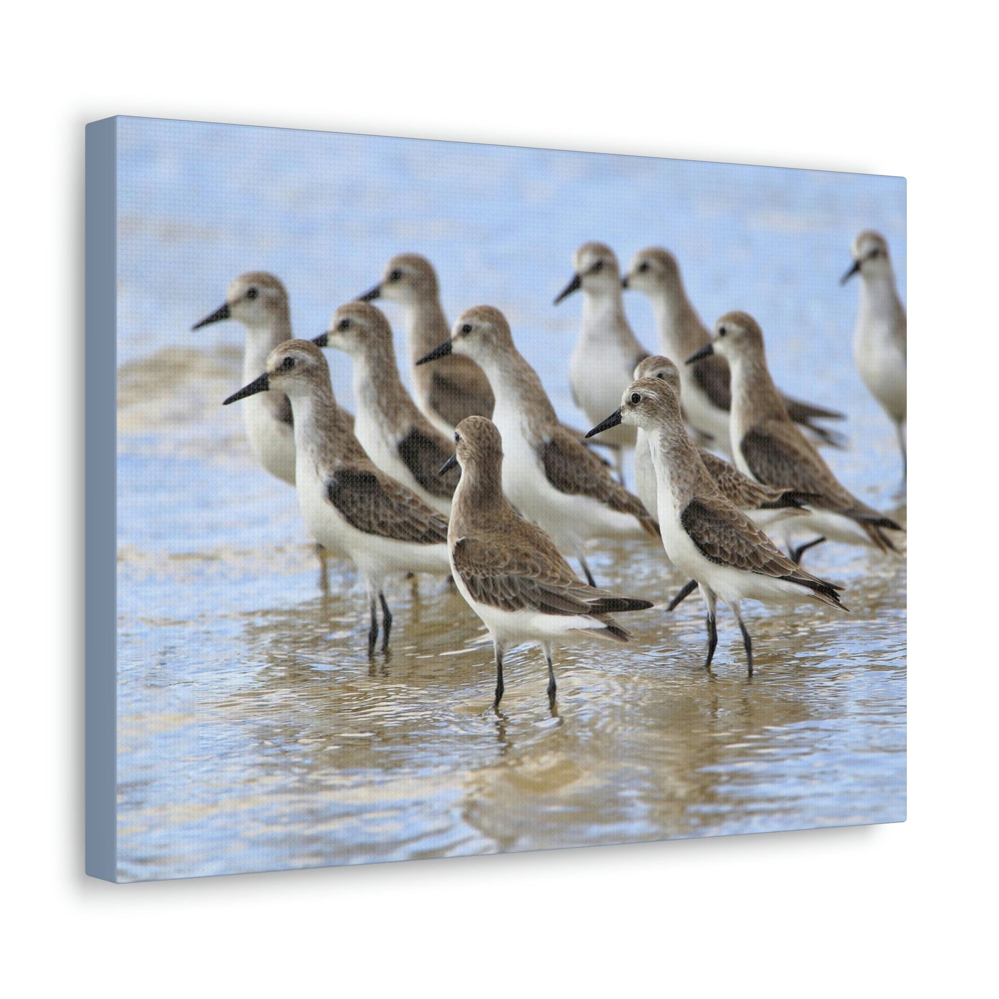 Scripture Walls Sandpiper Group Sandpiper Troop Print Animal Wall Art Wildlife Canvas Prints Wall Art Ready to Hang Unframed-Express Your Love Gifts