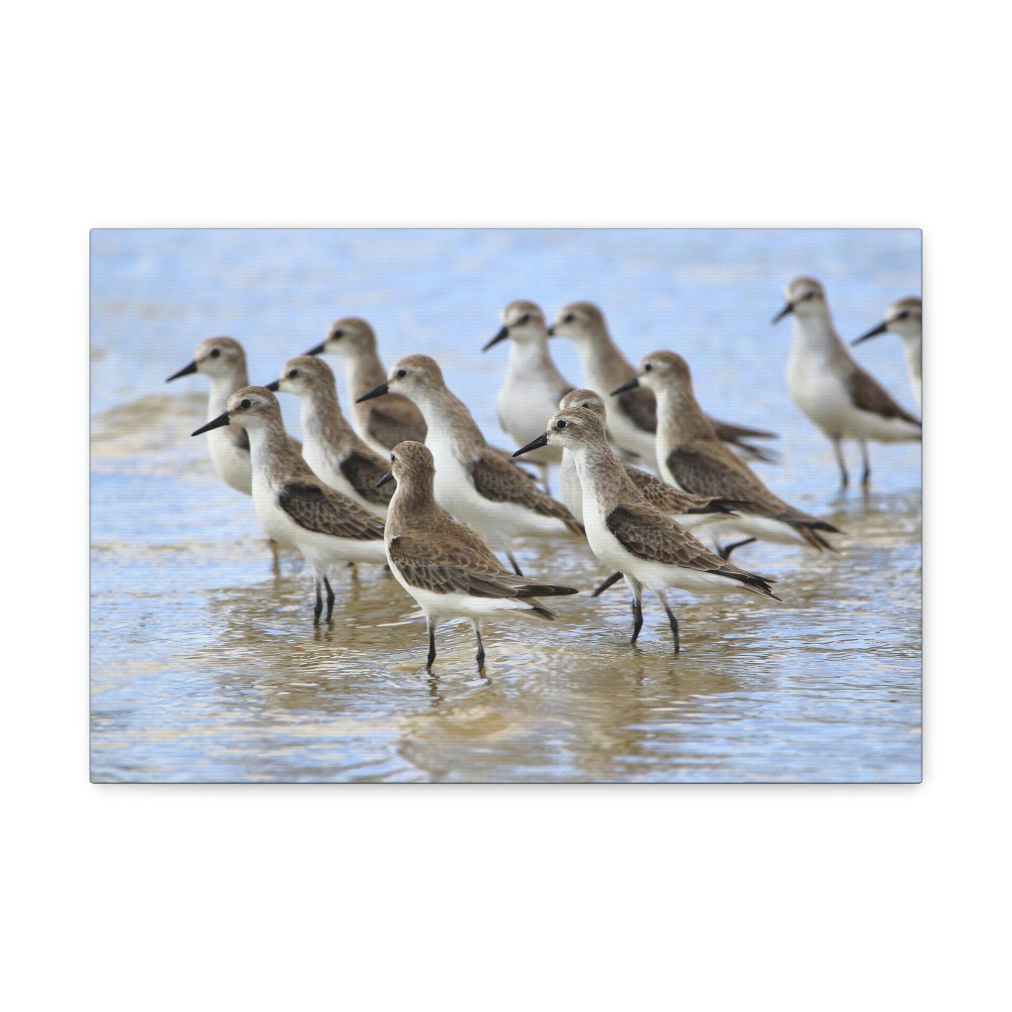 Scripture Walls Sandpiper Group Sandpiper Troop Print Animal Wall Art Wildlife Canvas Prints Wall Art Ready to Hang Unframed-Express Your Love Gifts