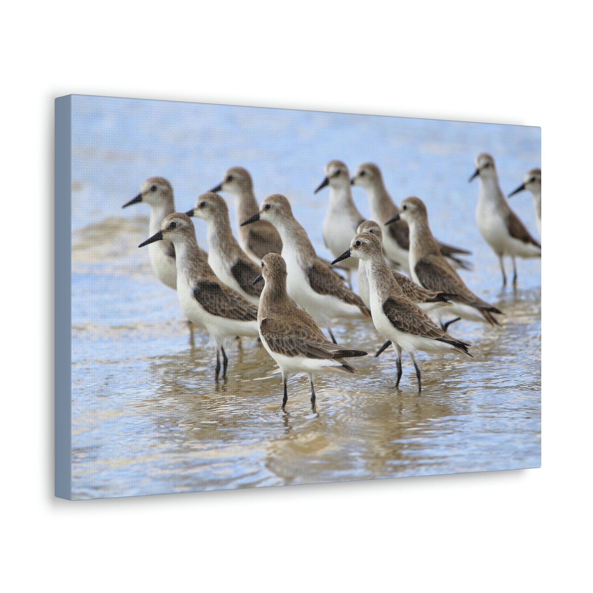 Scripture Walls Sandpiper Group Sandpiper Troop Print Animal Wall Art Wildlife Canvas Prints Wall Art Ready to Hang Unframed-Express Your Love Gifts