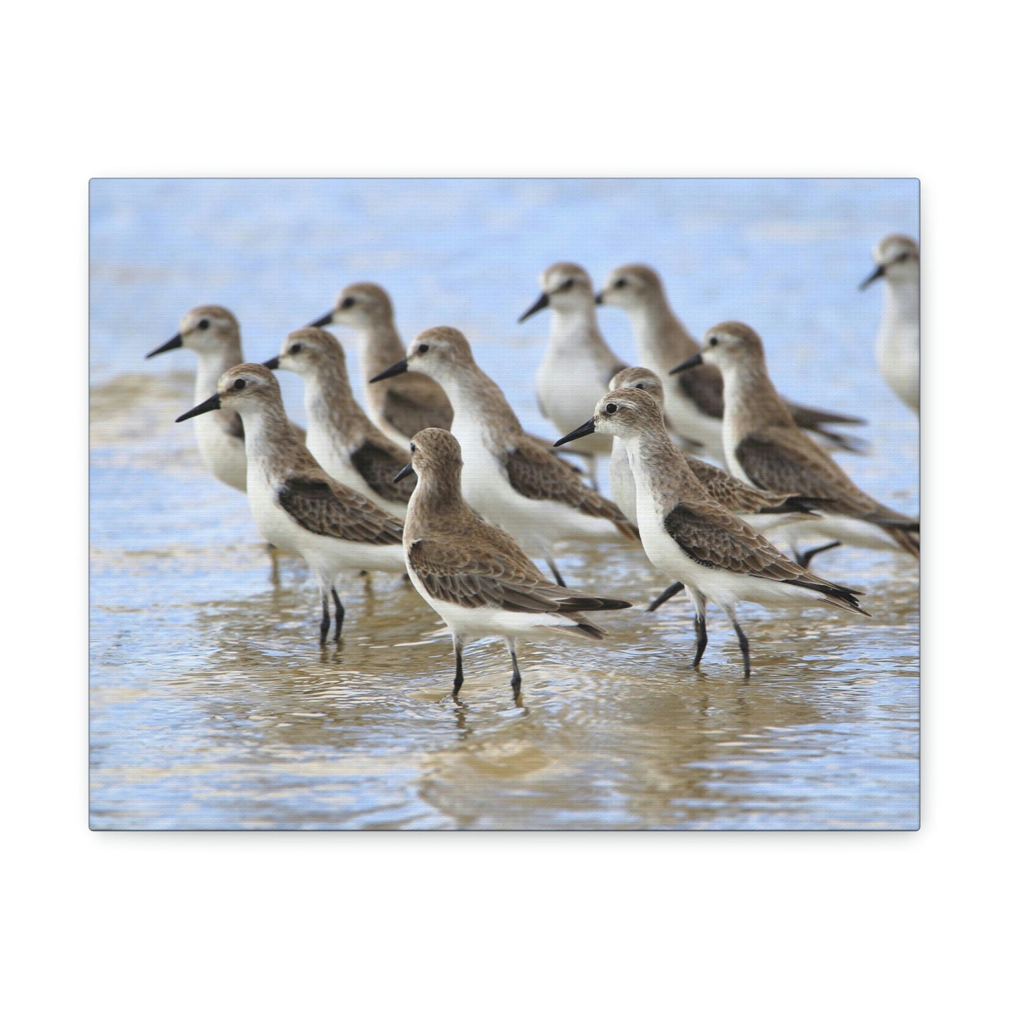 Scripture Walls Sandpiper Group Sandpiper Troop Print Animal Wall Art Wildlife Canvas Prints Wall Art Ready to Hang Unframed-Express Your Love Gifts