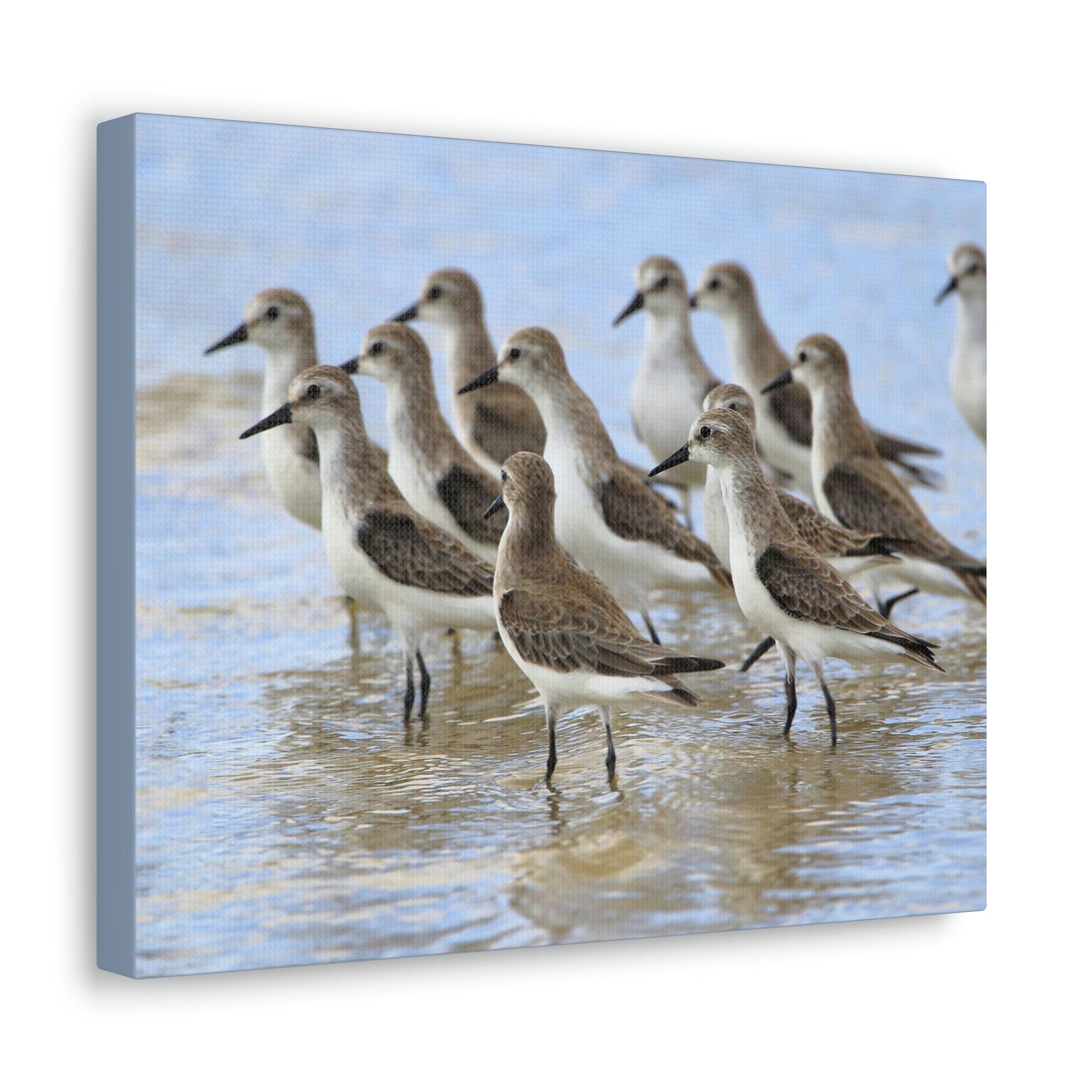 Scripture Walls Sandpiper Group Sandpiper Troop Print Animal Wall Art Wildlife Canvas Prints Wall Art Ready to Hang Unframed-Express Your Love Gifts