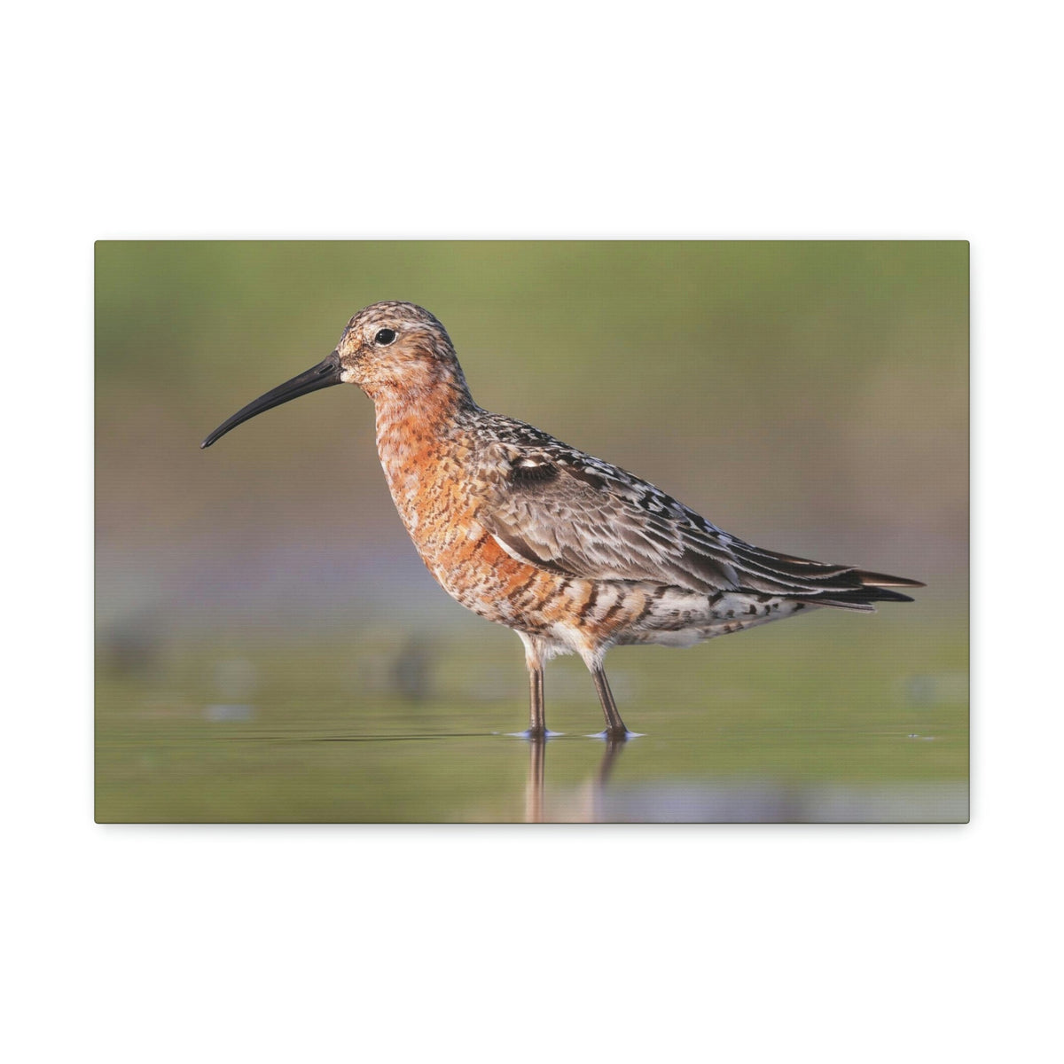 Scripture Walls Sandpiper Hunting Sandpiper on Hunt Print Animal Wall Art Wildlife Canvas Prints Wall Art Ready to Hang Unframed-Express Your Love Gifts