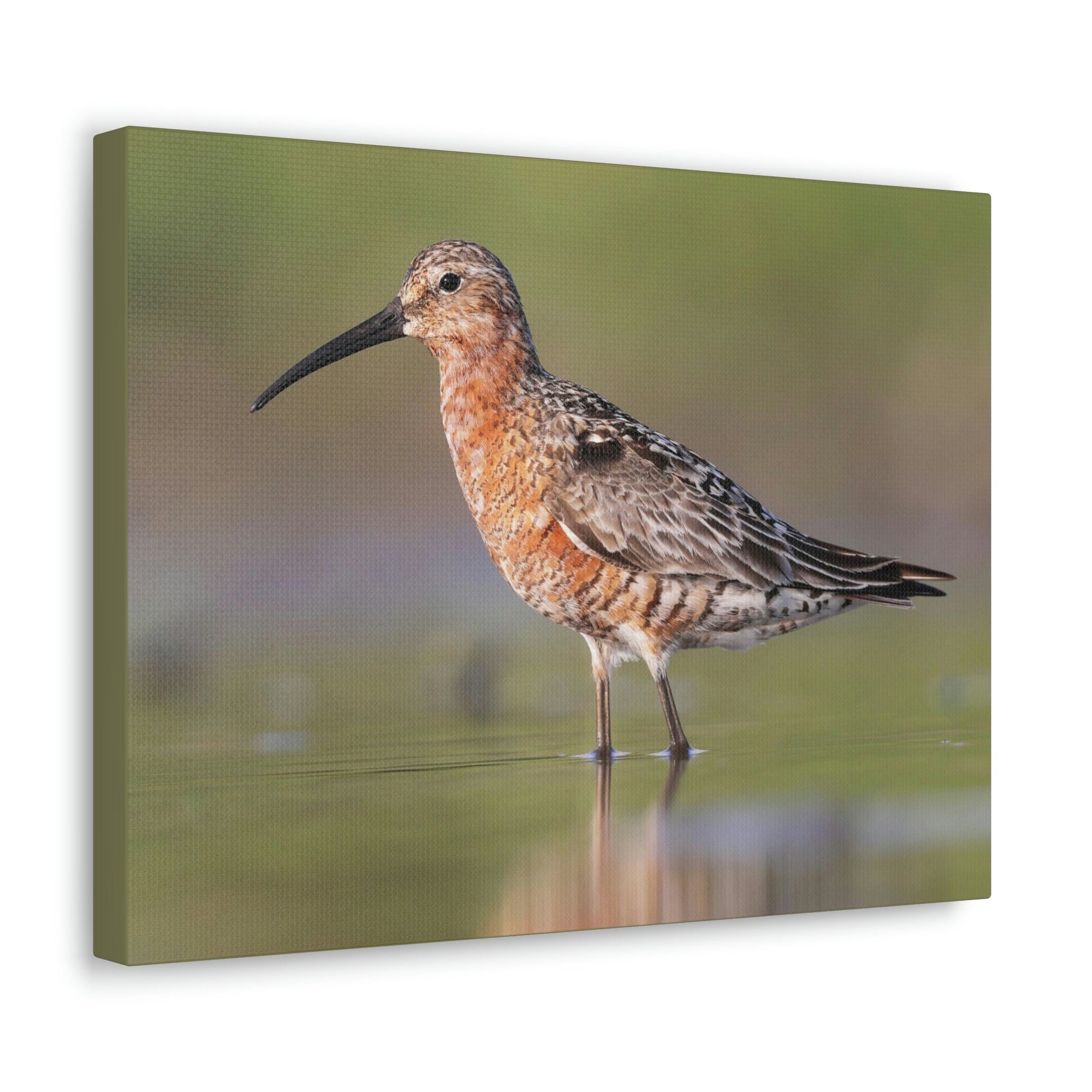 Scripture Walls Sandpiper Hunting Sandpiper on Hunt Print Animal Wall Art Wildlife Canvas Prints Wall Art Ready to Hang Unframed-Express Your Love Gifts