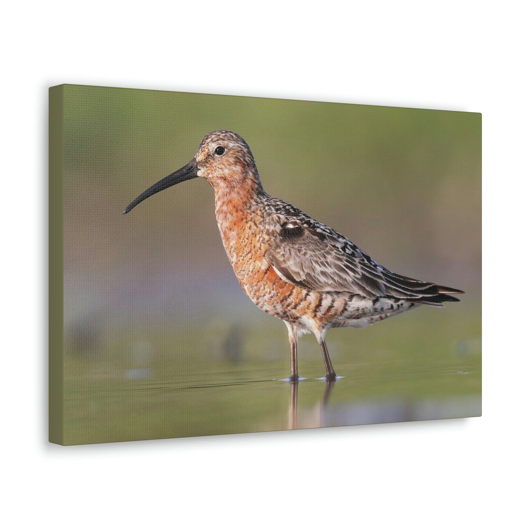 Scripture Walls Sandpiper Hunting Sandpiper on Hunt Print Animal Wall Art Wildlife Canvas Prints Wall Art Ready to Hang Unframed-Express Your Love Gifts